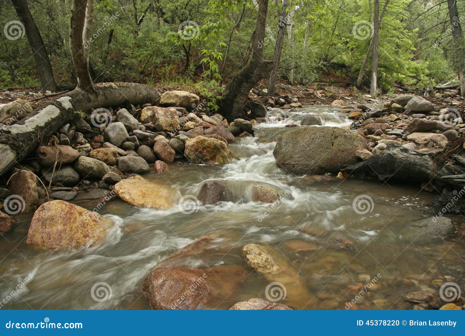 Woodland stream - Stock Image - C016/2344 - Science Photo Library