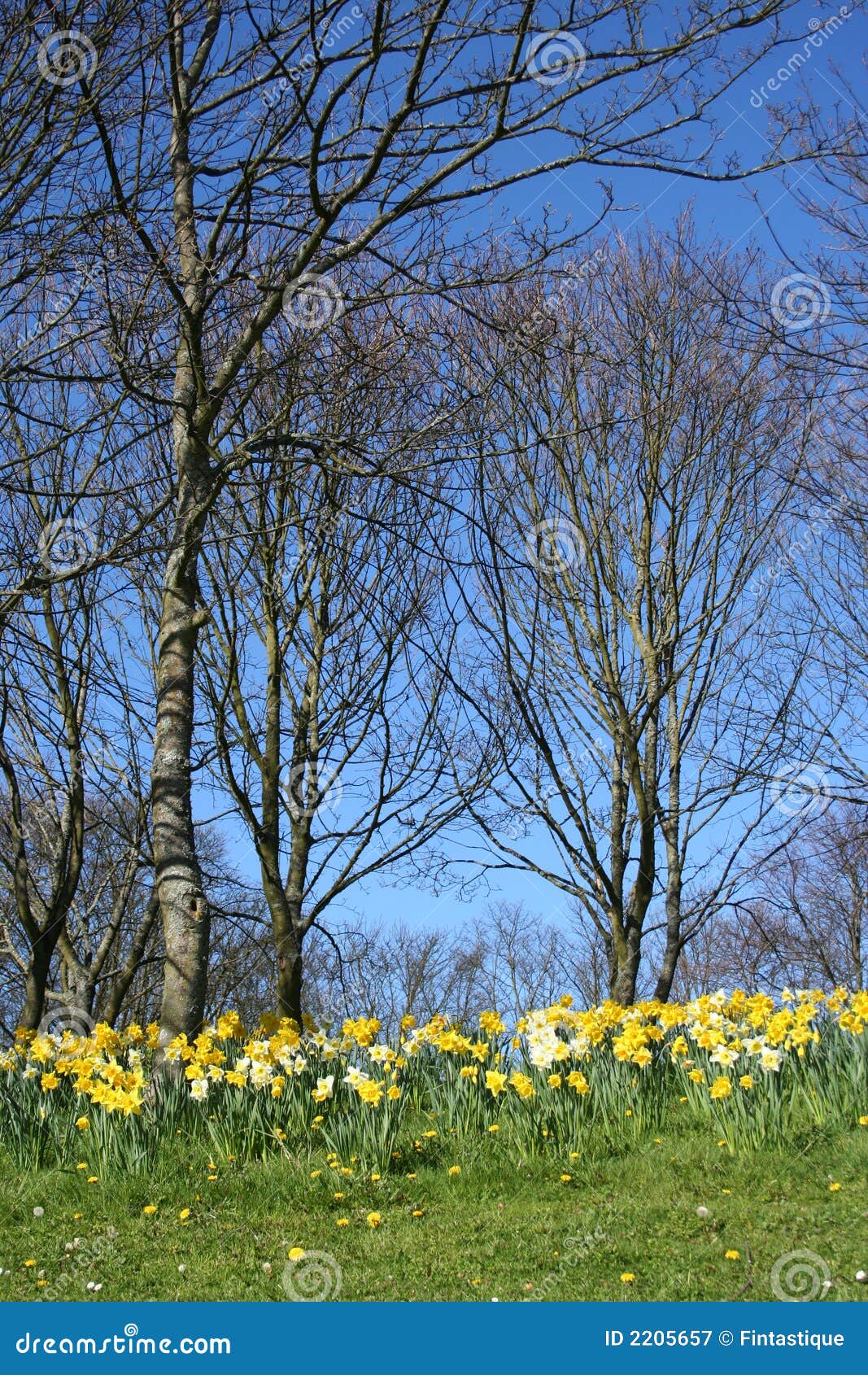 woodlands in springtime