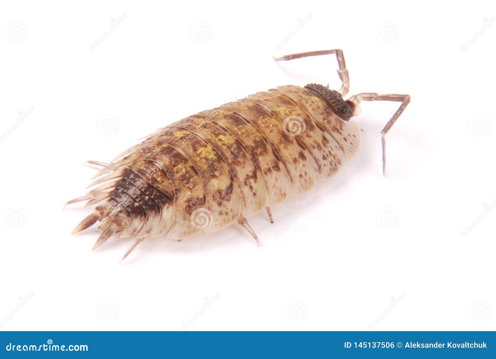 Porcellio scaber white out