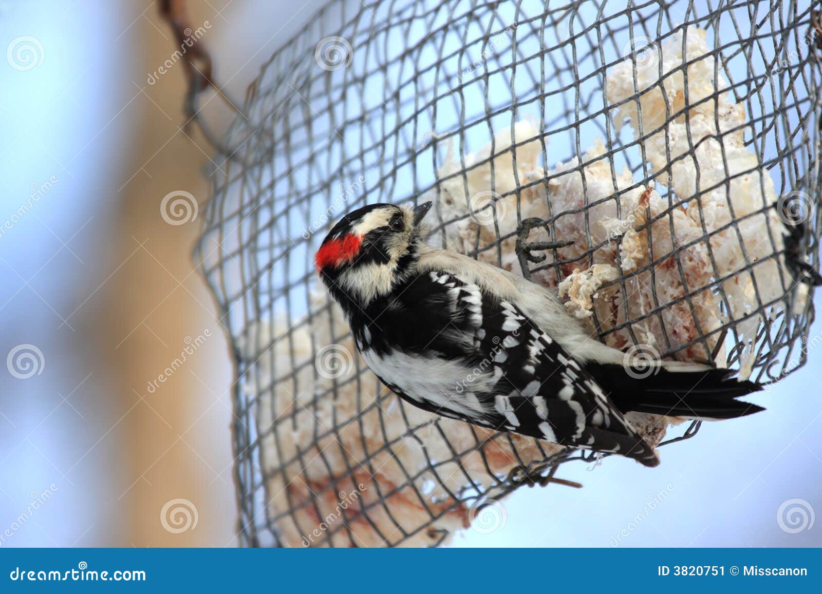 Woodpecker at bird feeder stock image. Image of blue, colorful - 3820751