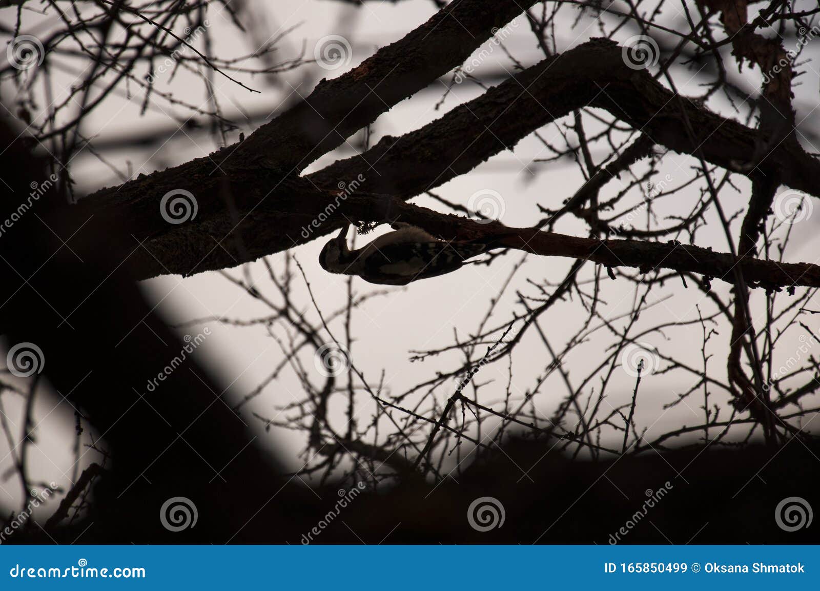 The Woodpecker Bird is Sitting on the Tree and Knocking Loud Stock