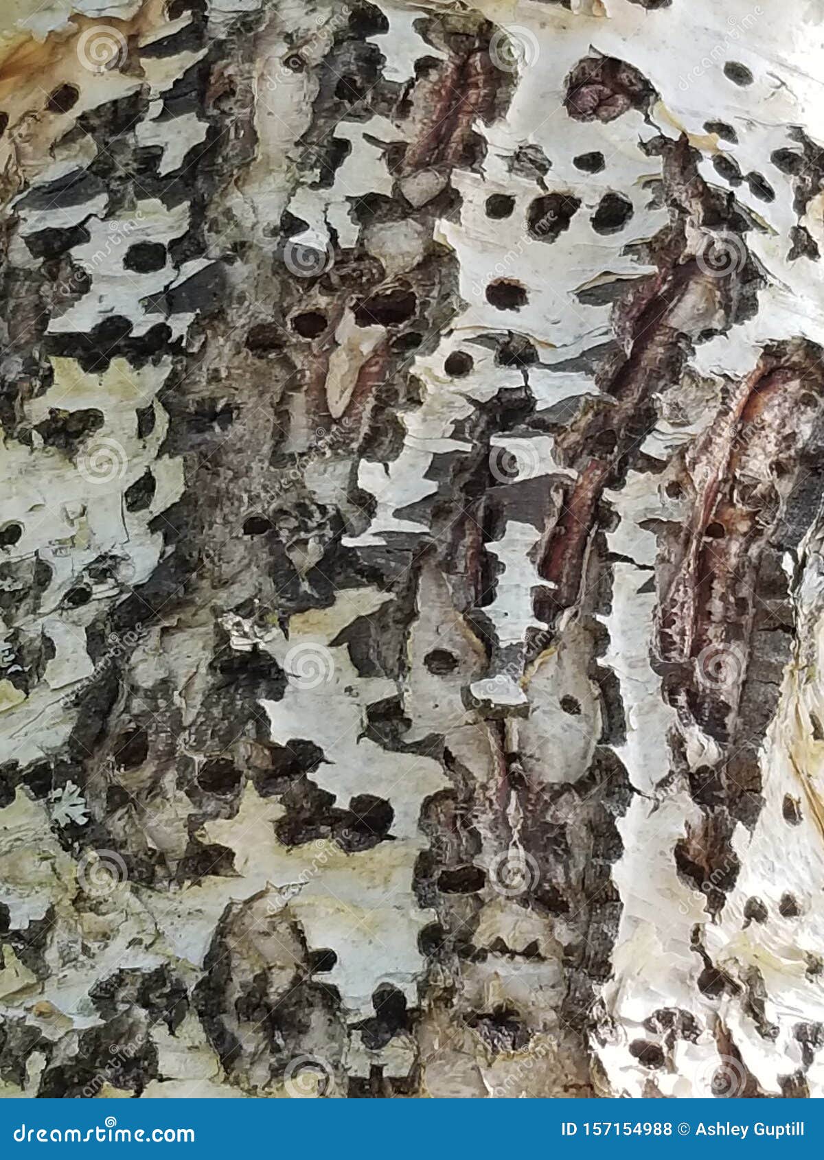 Woodpecker damage stock photo. Image of nature, tree - 157154988