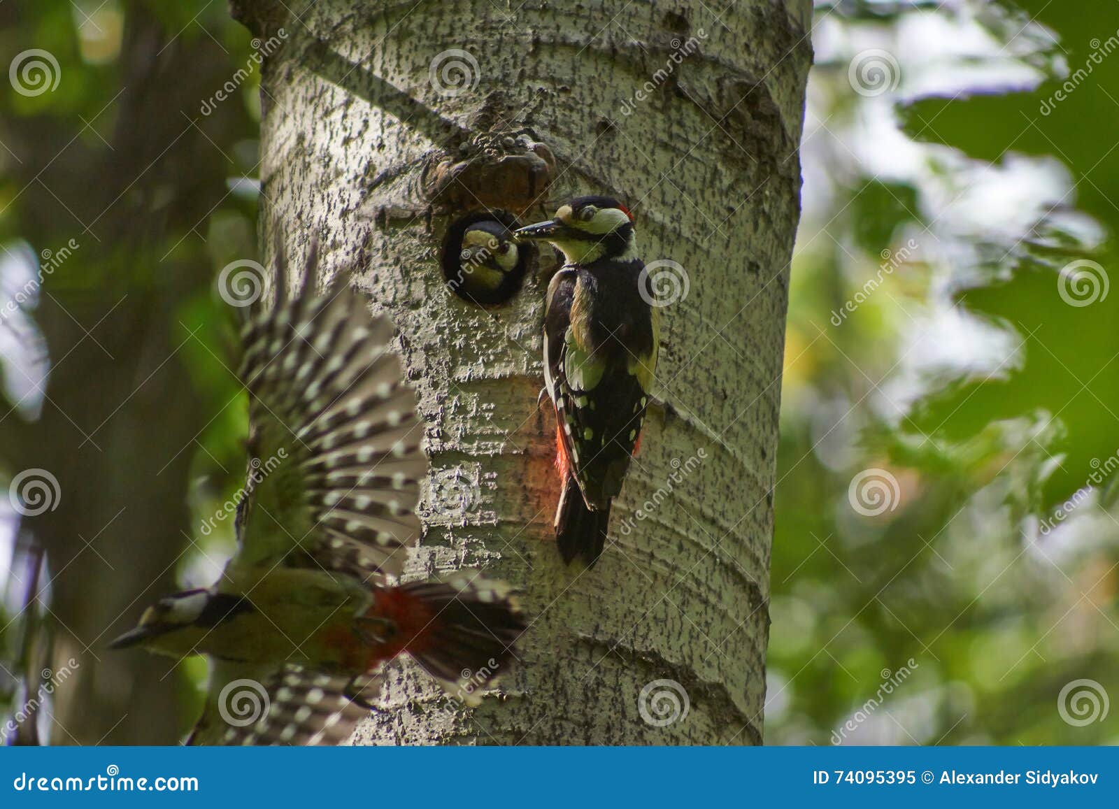 Woodpecker Feeds Its Chicks. Stock Image - Image of green, black: 74095395