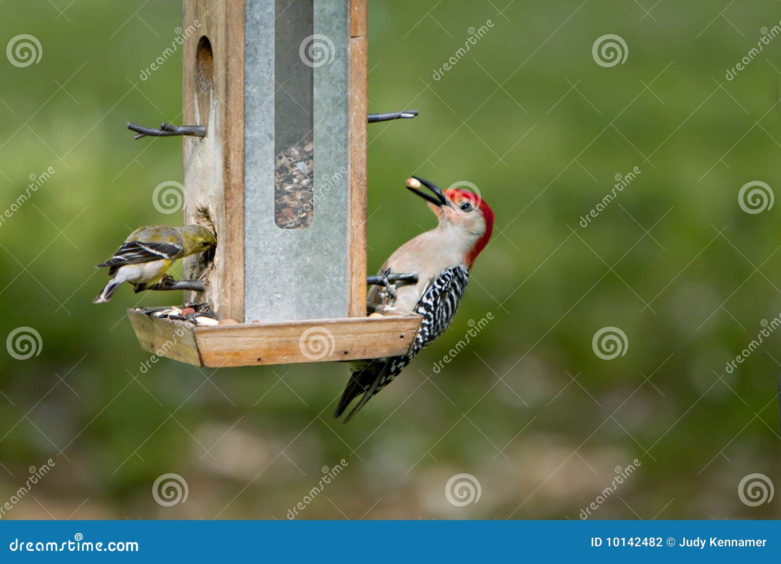 Woodpecker and Goldfinch Feeding Stock Photo Image of goldfinch