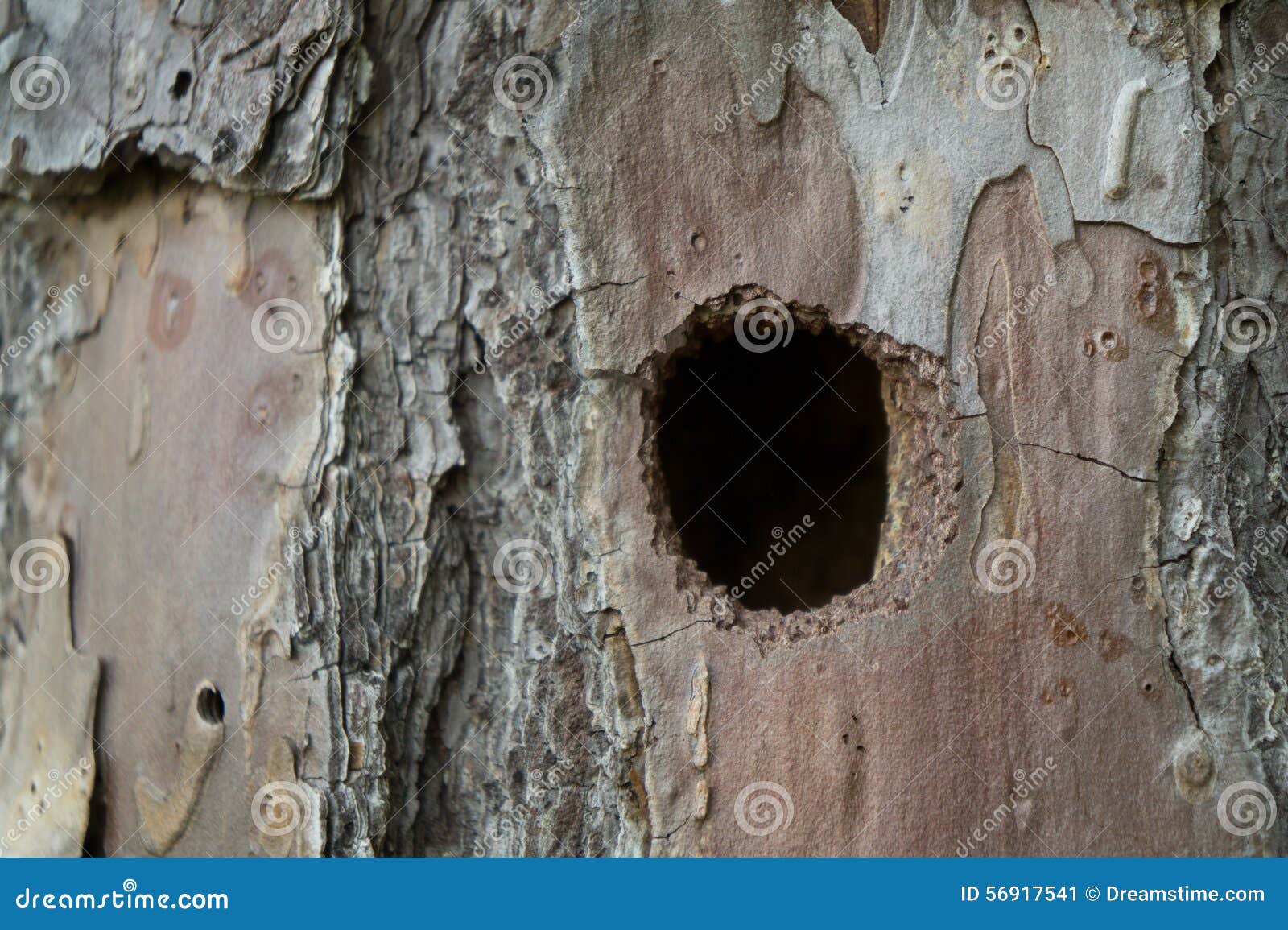 Woodpecker Hole in a Tree stock image. Image of drilled - 56917541
