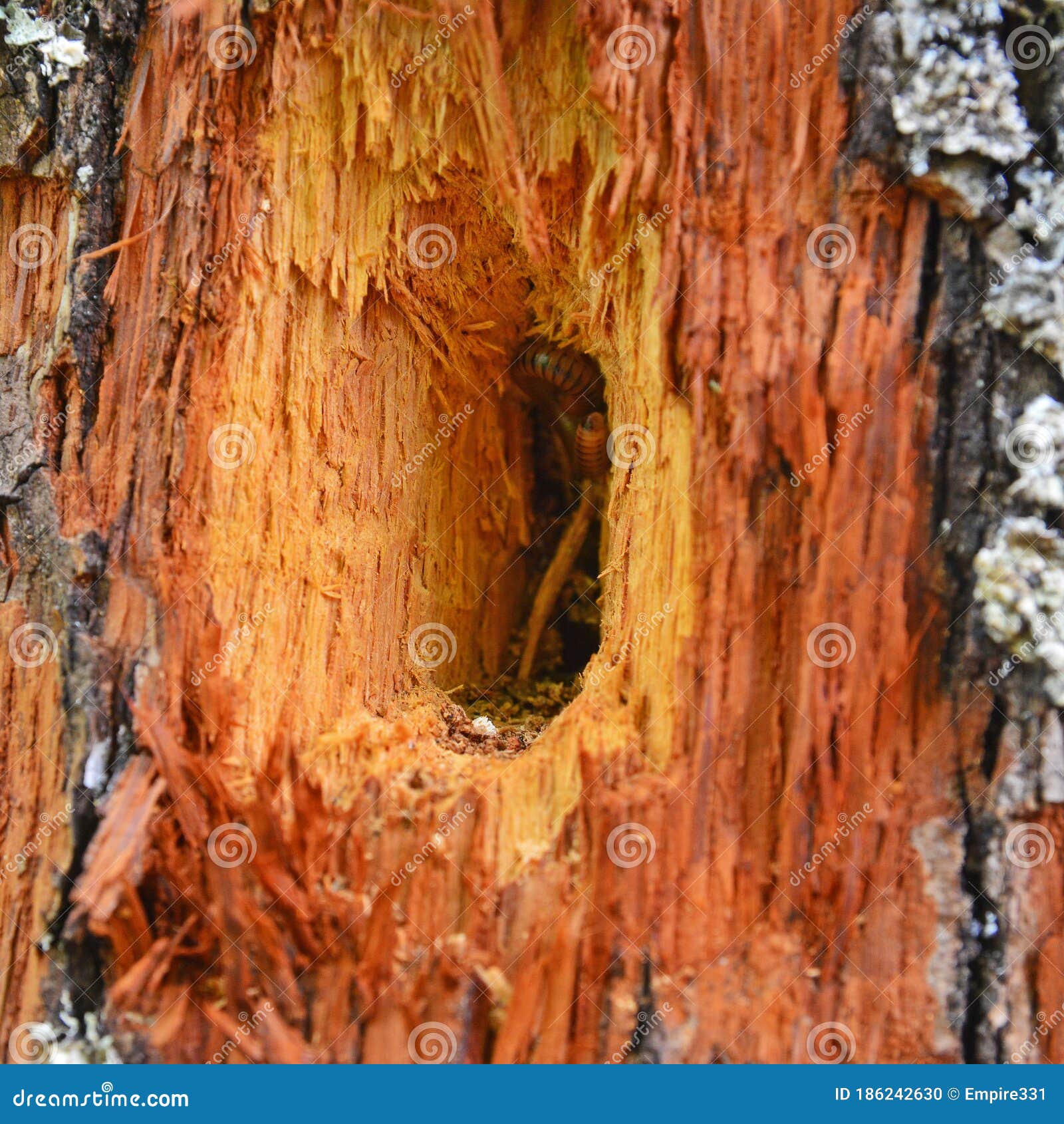 Woodpecker hole stock photo. Image of outdoor, bark - 186242630