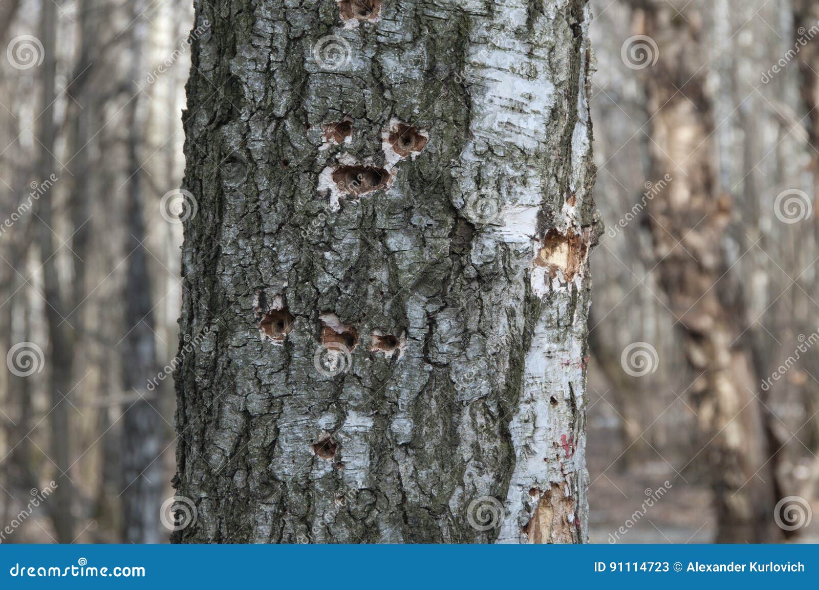 Woodpecker holes stock image. Image of animals, green - 91114723