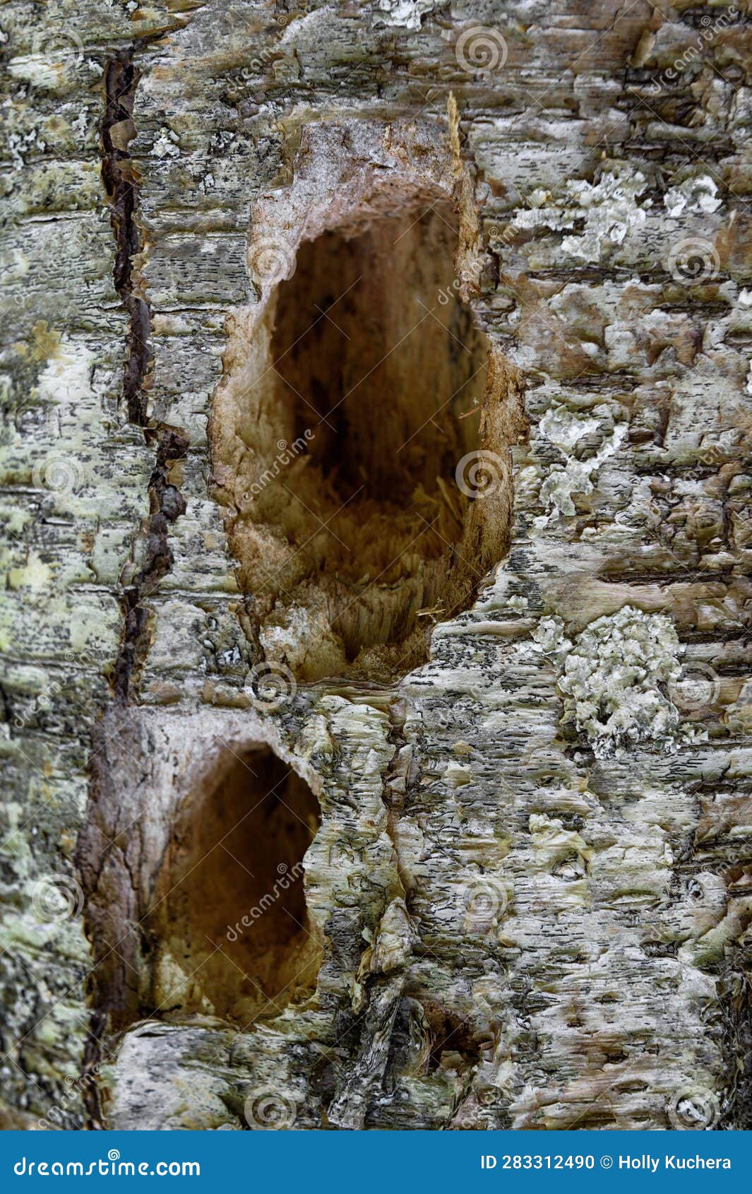 Woodpecker Holes in Tree stock photo. Image of vertical - 283312490