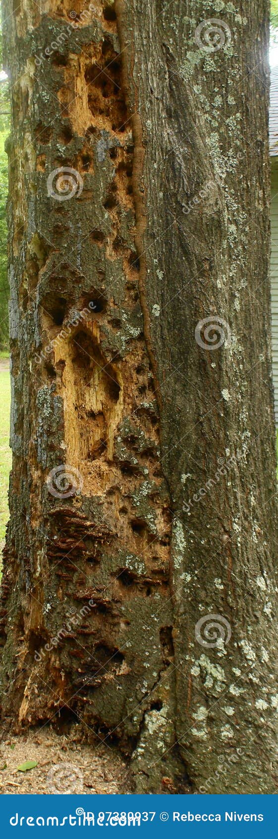 Woodpecker Holes stock image. Image of holes, nature - 97380937