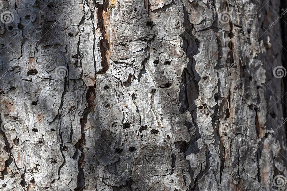 Woodpecker Holes on the Trunk of an Austrian Pine Tree Stock Image