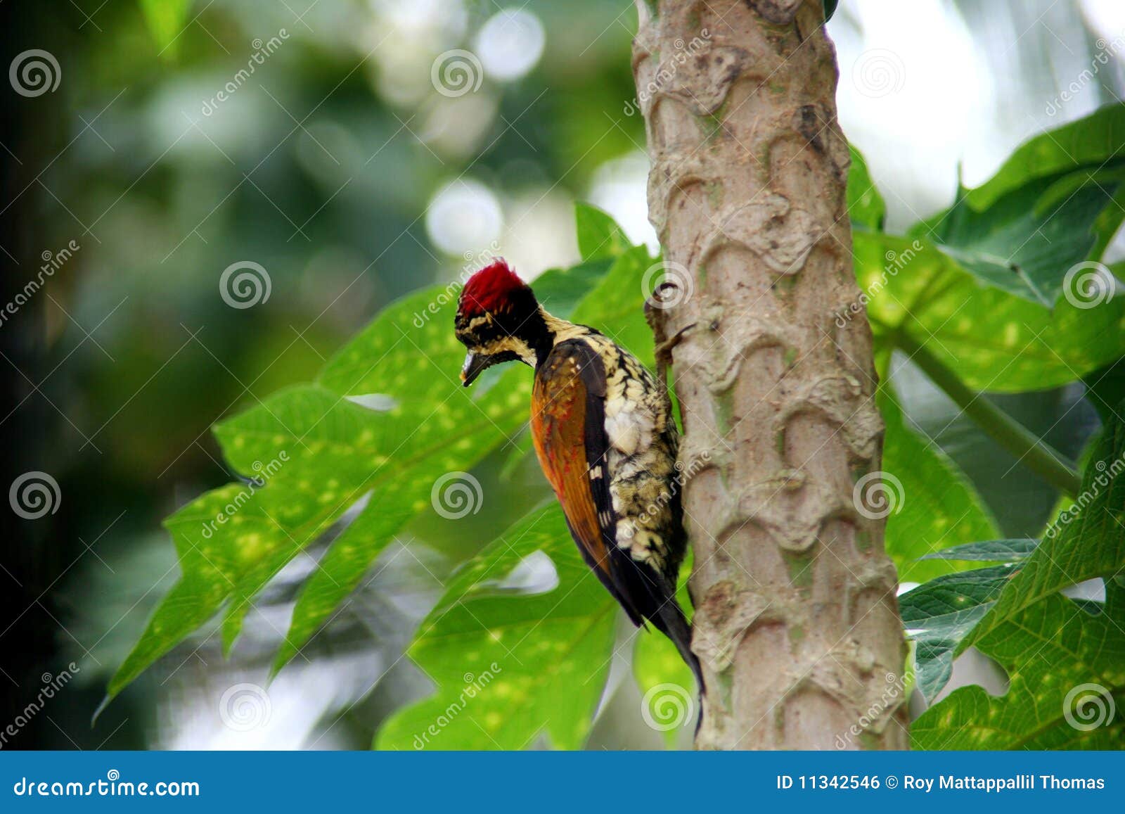 Woodpecker Indian stock photo. Image of birds, habitat 11342546