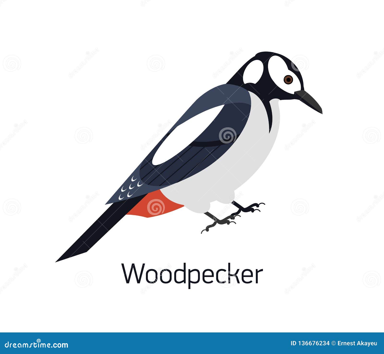 woodpecker  on white background. beautiful forest omnivorous bird, woodland inhabitant. funny birdie. avian