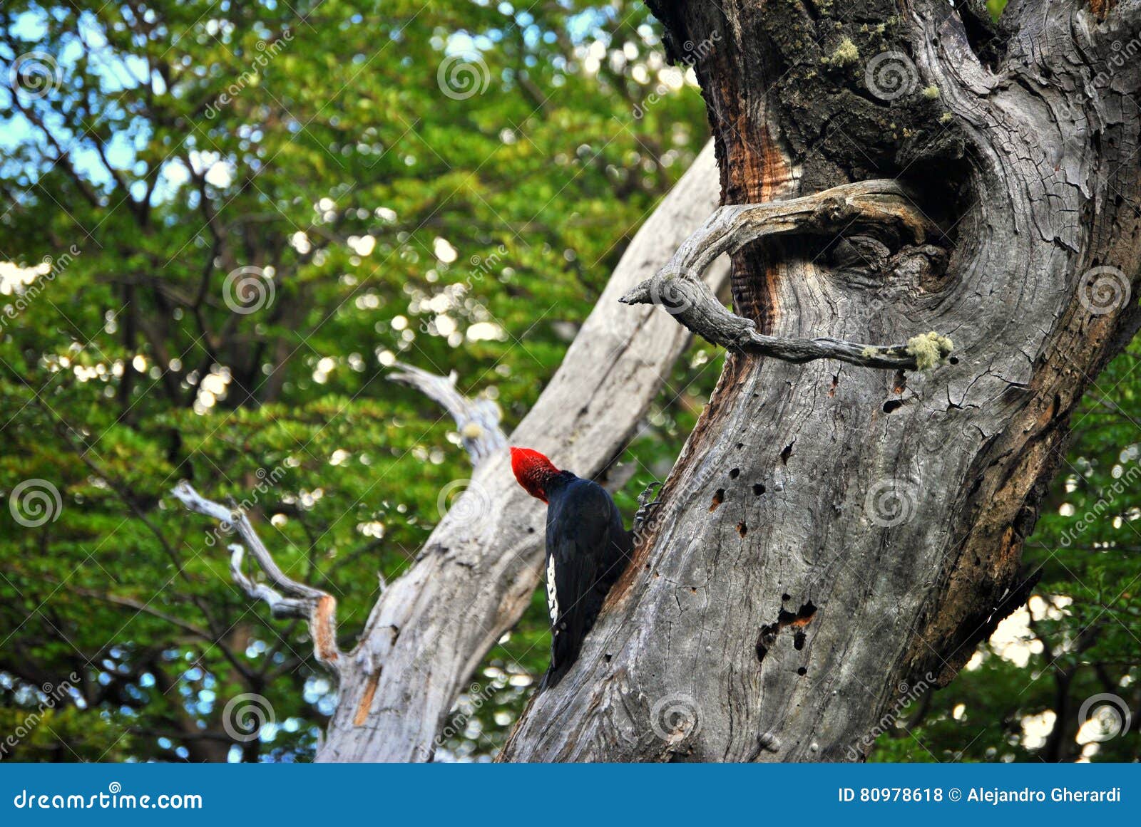 woodpecker looking away