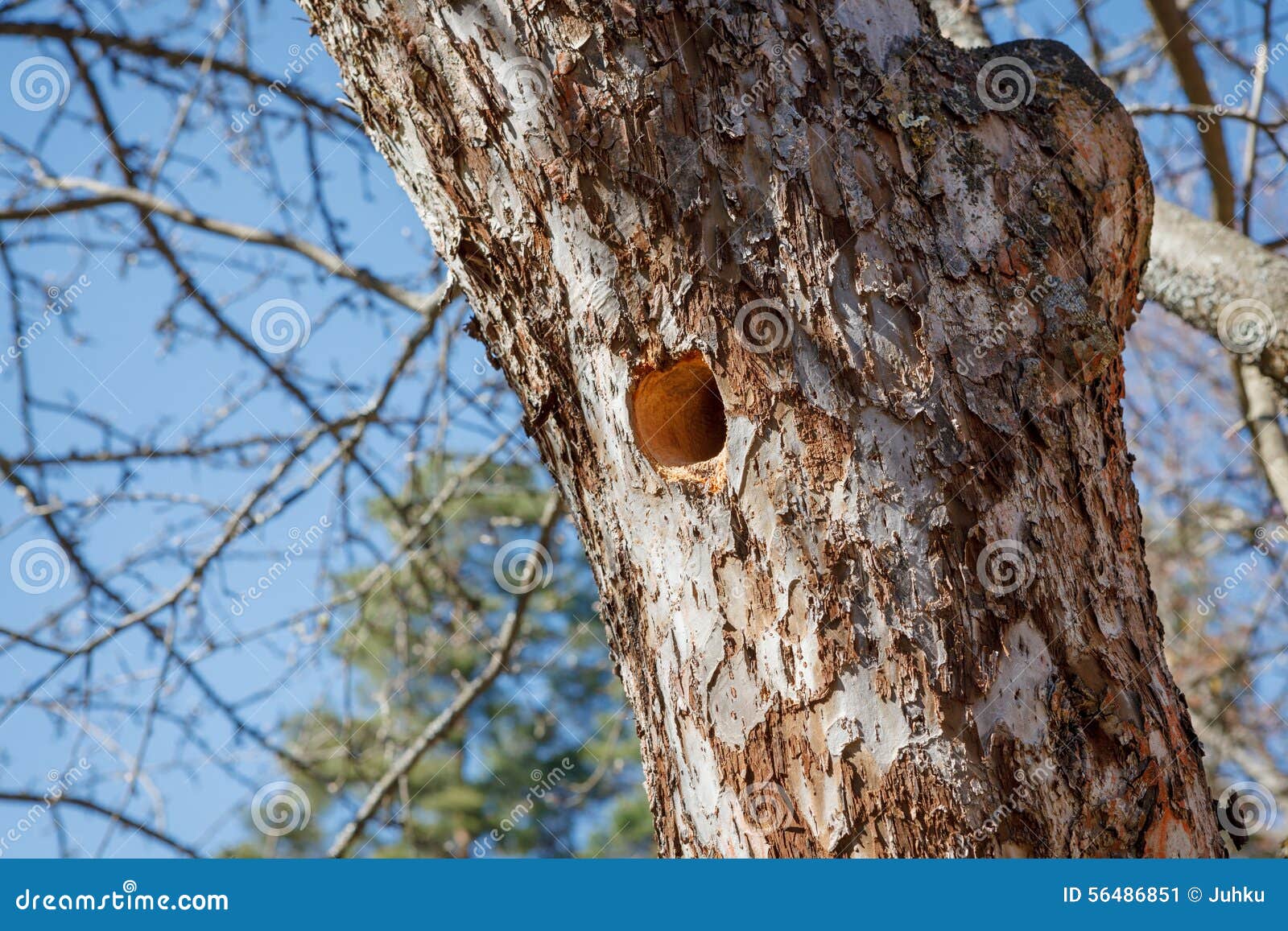 Woodpecker Nest in Apple Tree Stock Image - Image of spring, birdnest