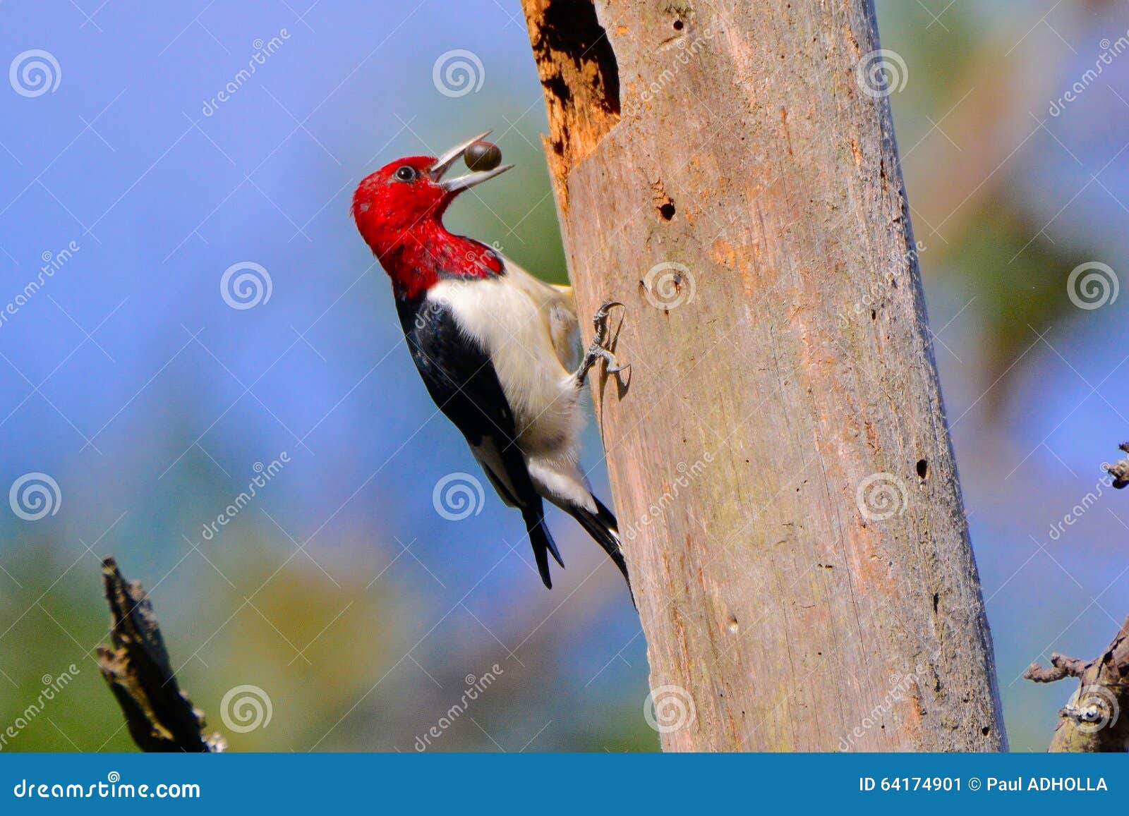 Woodpecker stock image. Image of woodpecker, nest, perched 64174901
