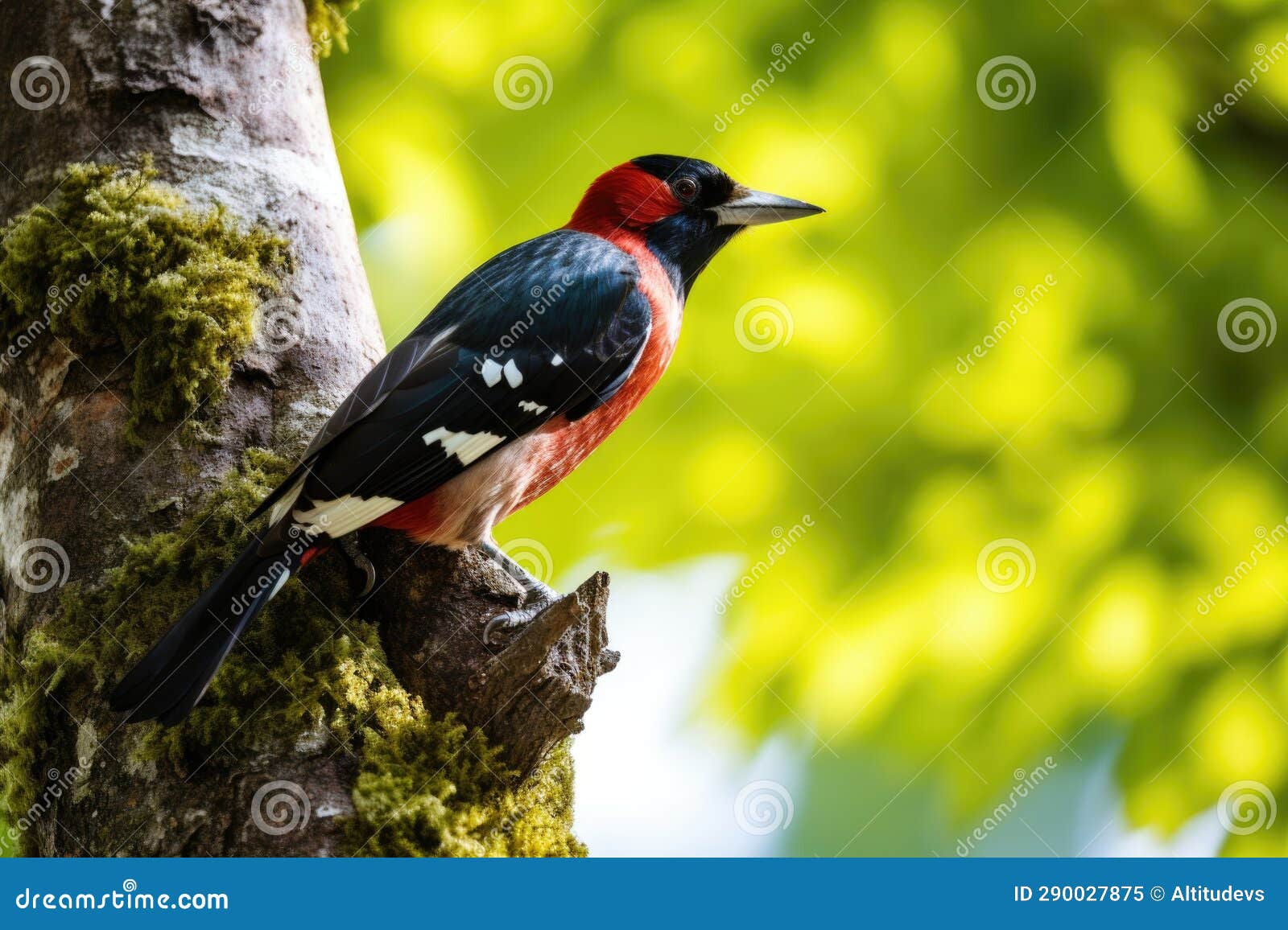 A Woodpecker Pecking at a Tree To Find Insects Stock Image - Image of