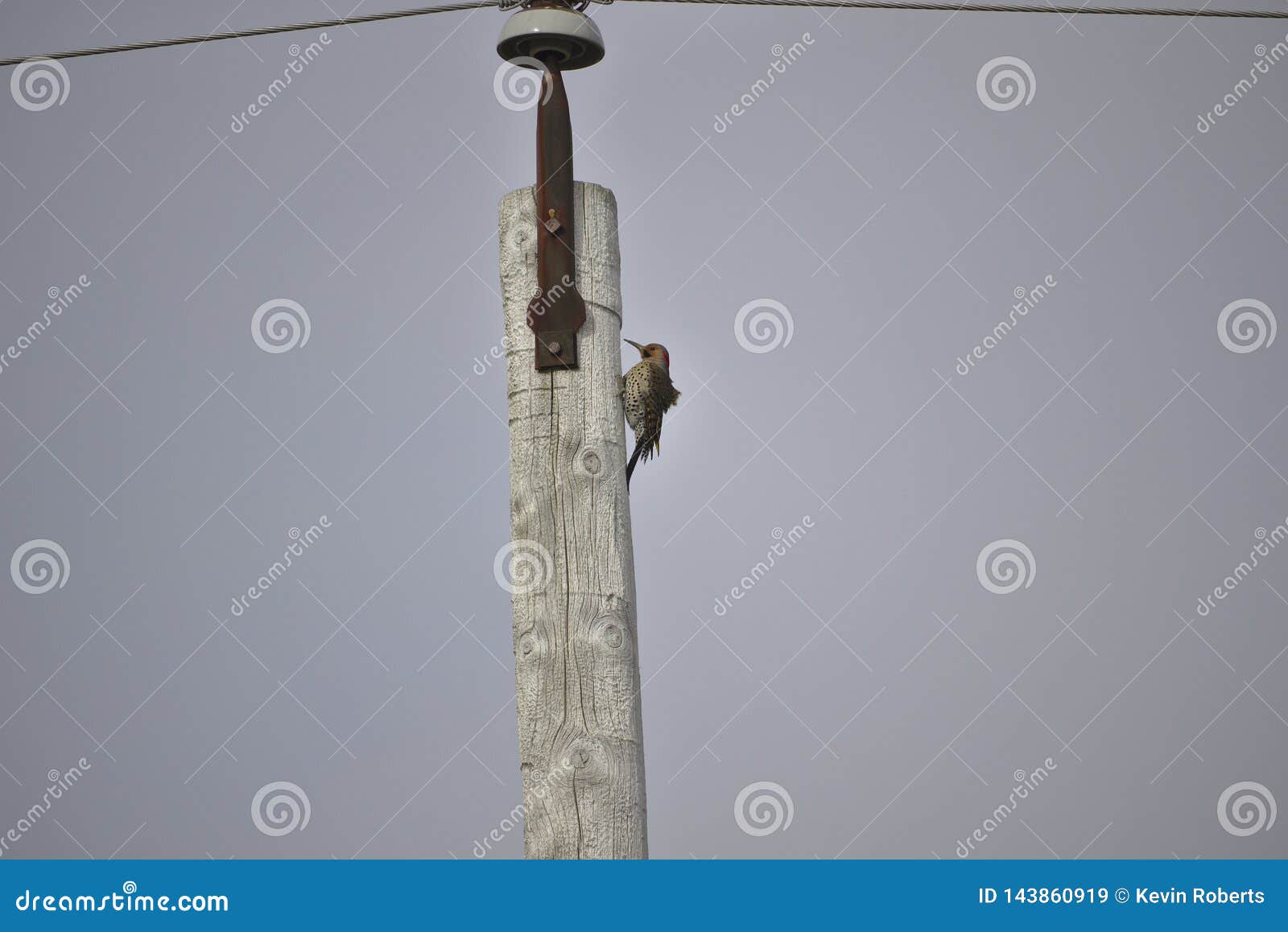Woodpecker on pole stock image. Image of pole, bird - 143860919