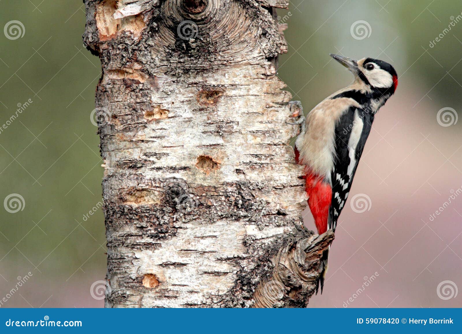 great spotted woodpecker