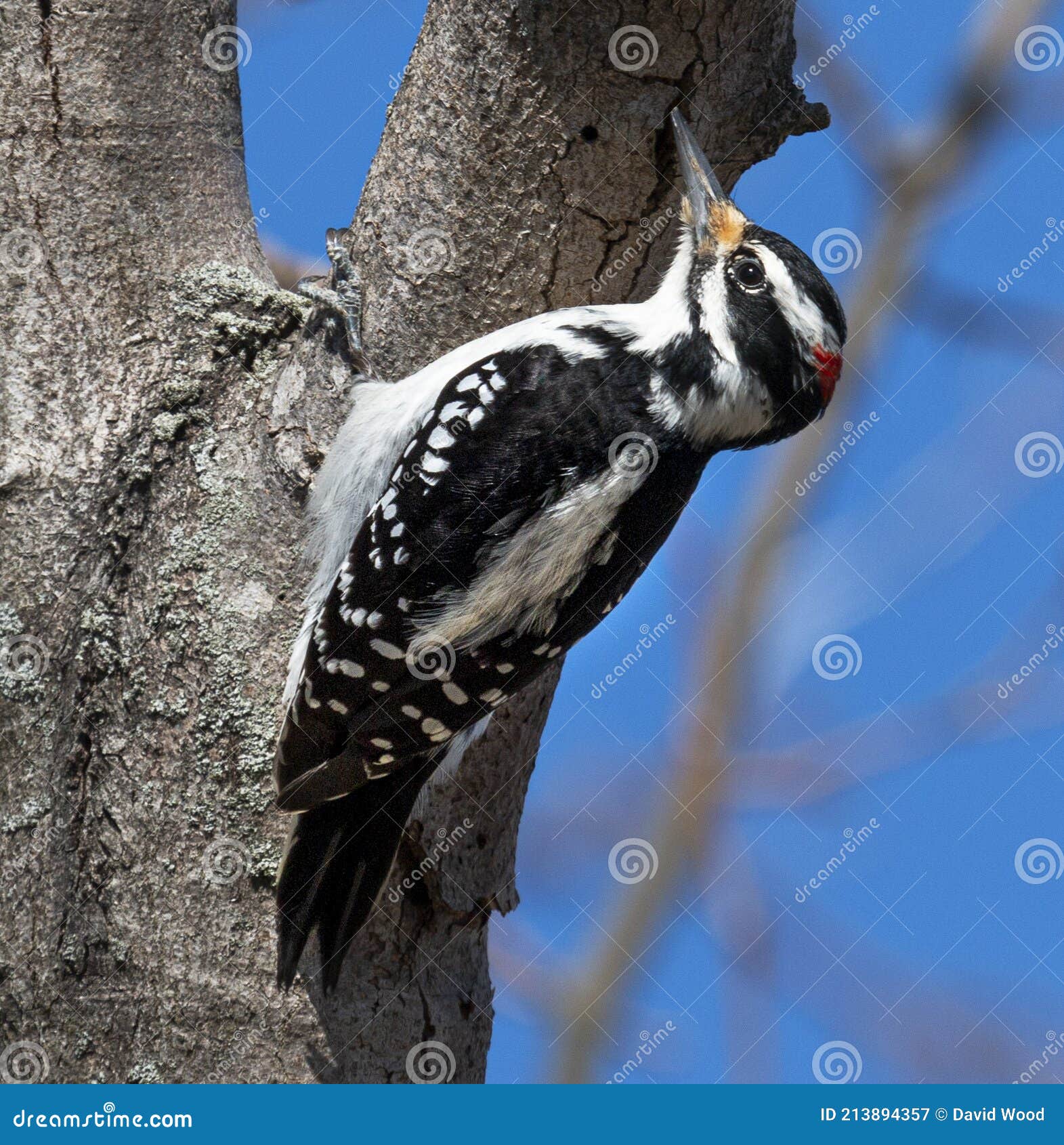Woodpecker on the Side of a Tree Pecking Stock Image - Image of feather