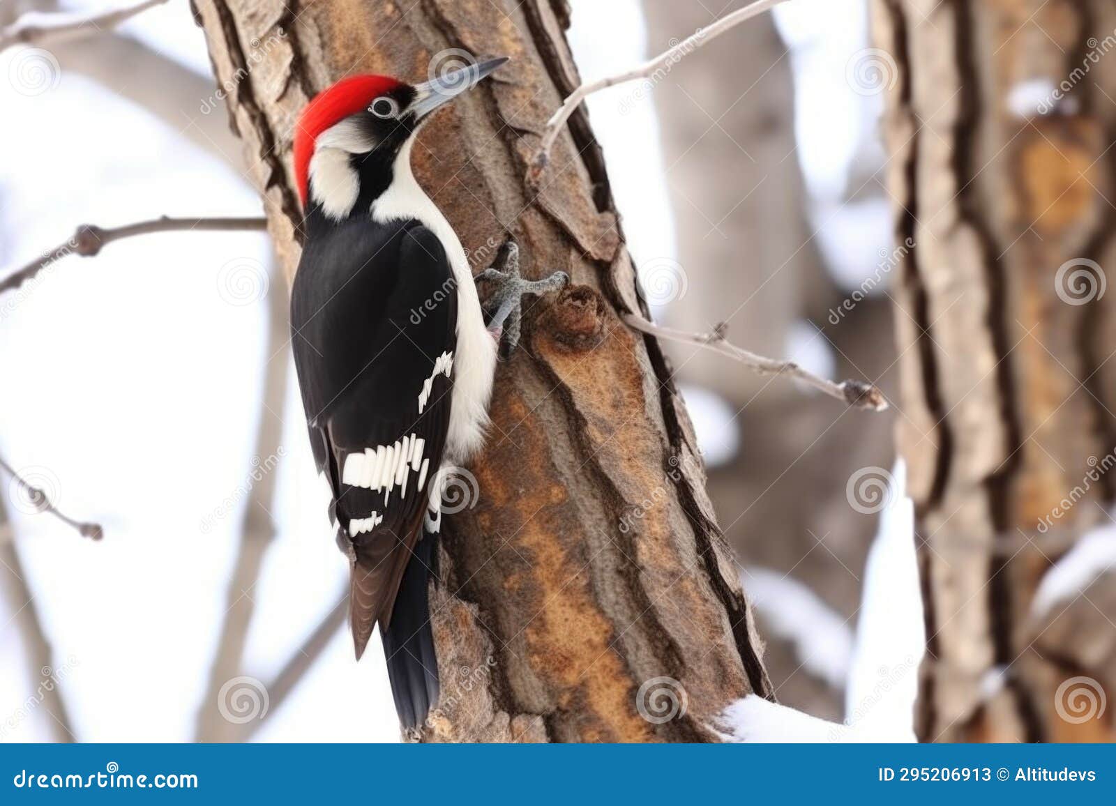 Woodpecker Tapping on Tree Bark, Producing Rhythmic Sounds Stock Image