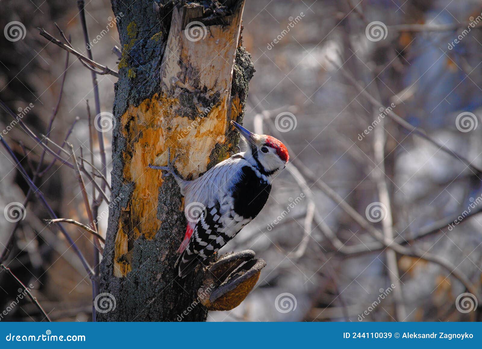 a woodpecker on the trunk of a tree pecked all the bark. a woodpecker with red plumage.