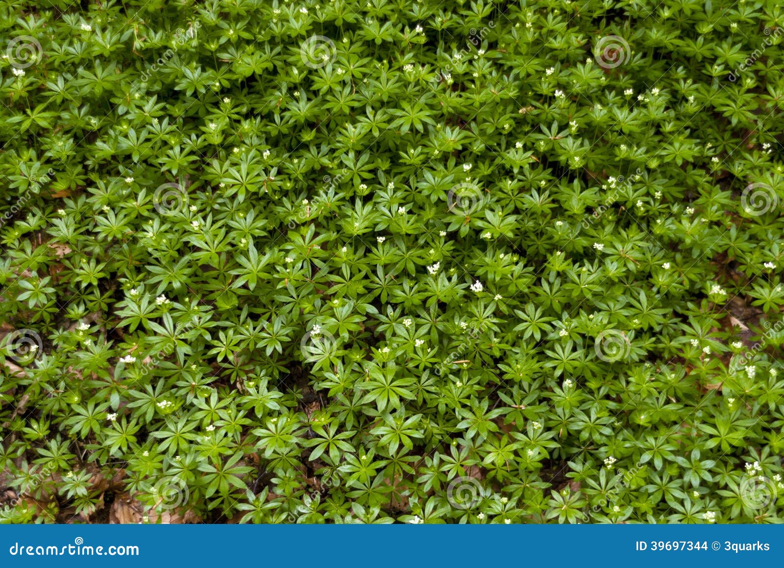 Woodruff in a Forest stock photo. Image of green, germany 39697344