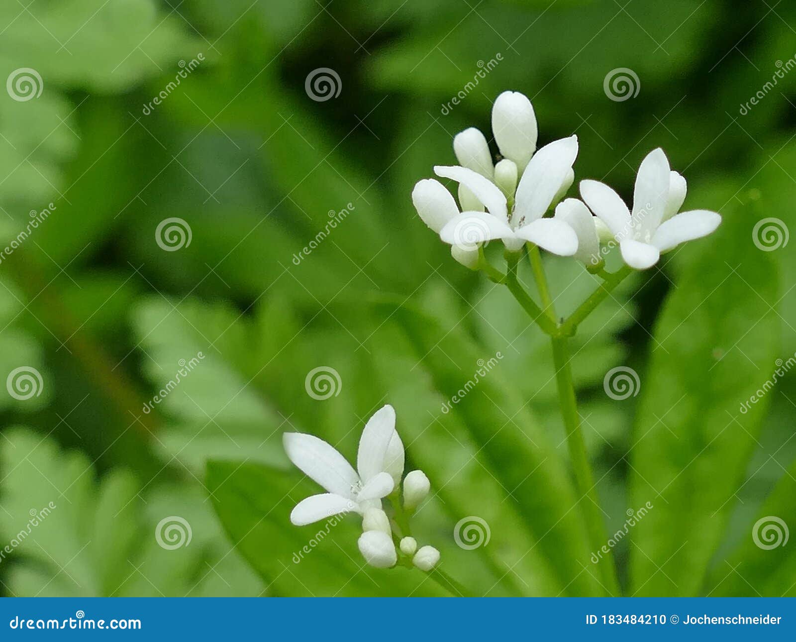 Woodruff Medicinal Plant with Flower Stock Photo Image of natural