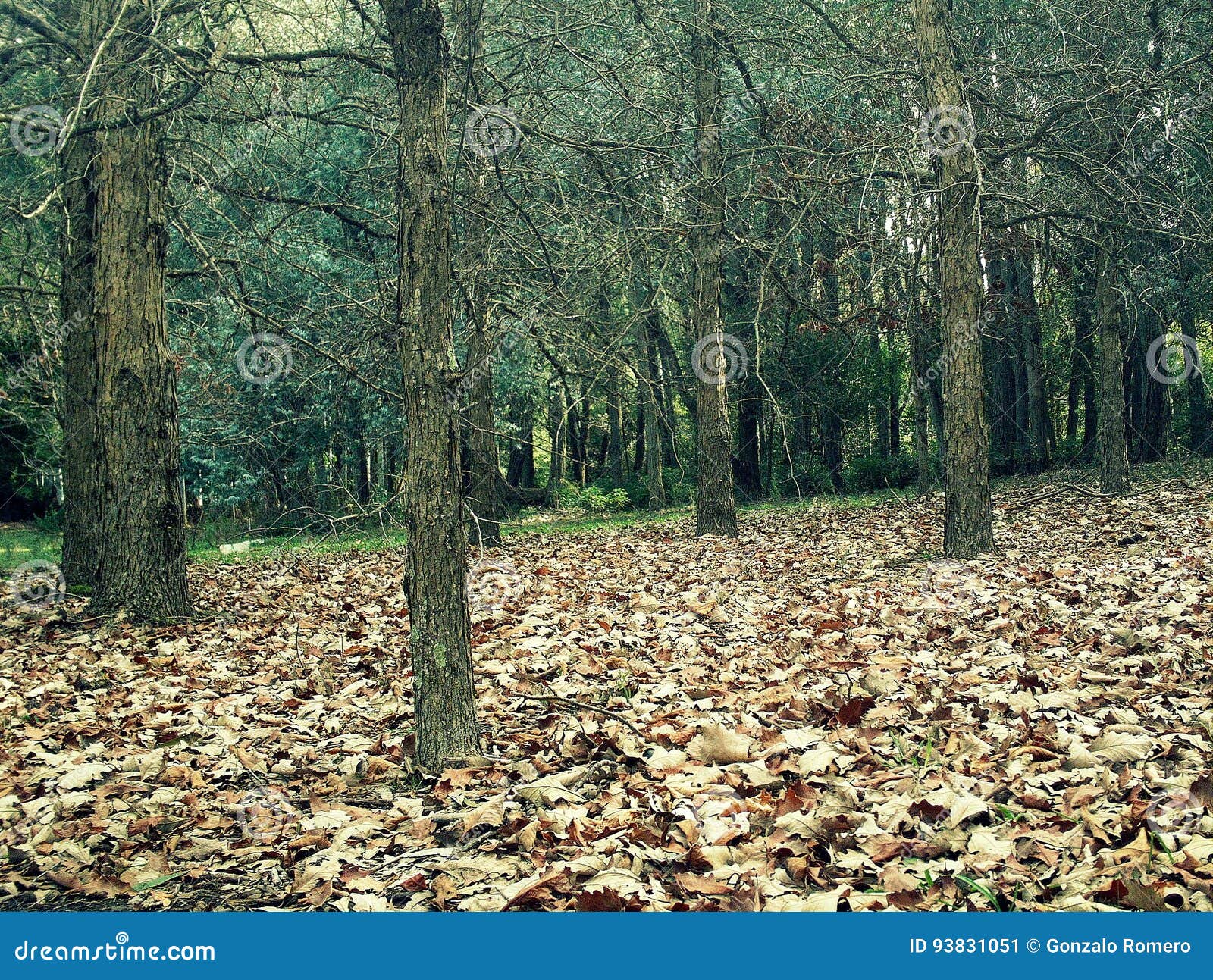 woods with fallen leaves