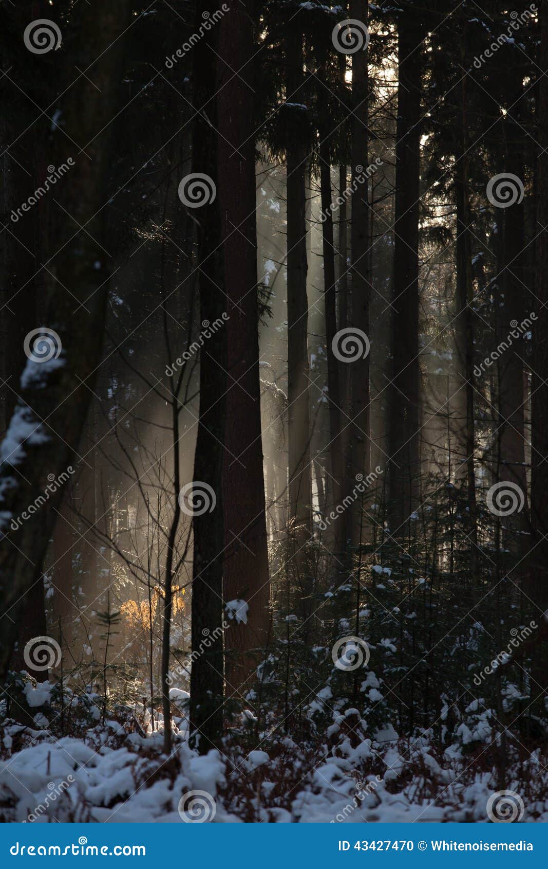 Woods. Light falling along the trees.