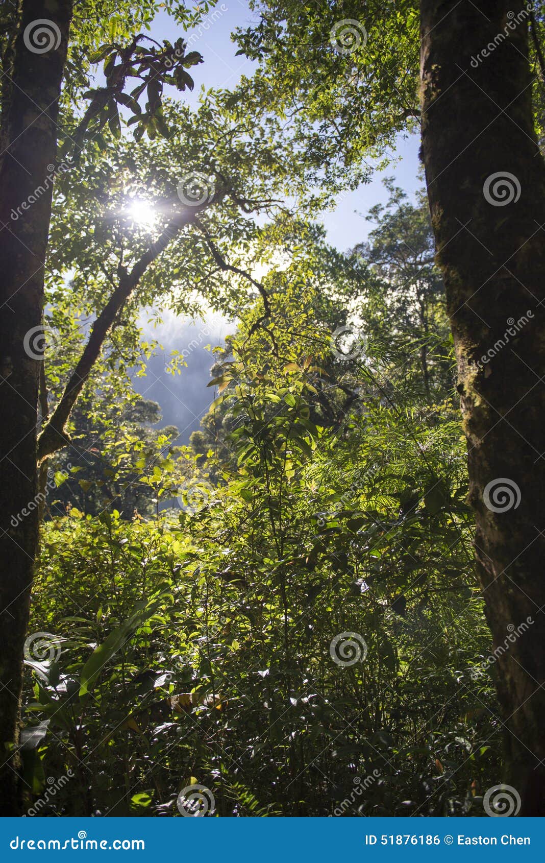 Woods stock photo. Image of tree, leaves, plant, forest 51876186