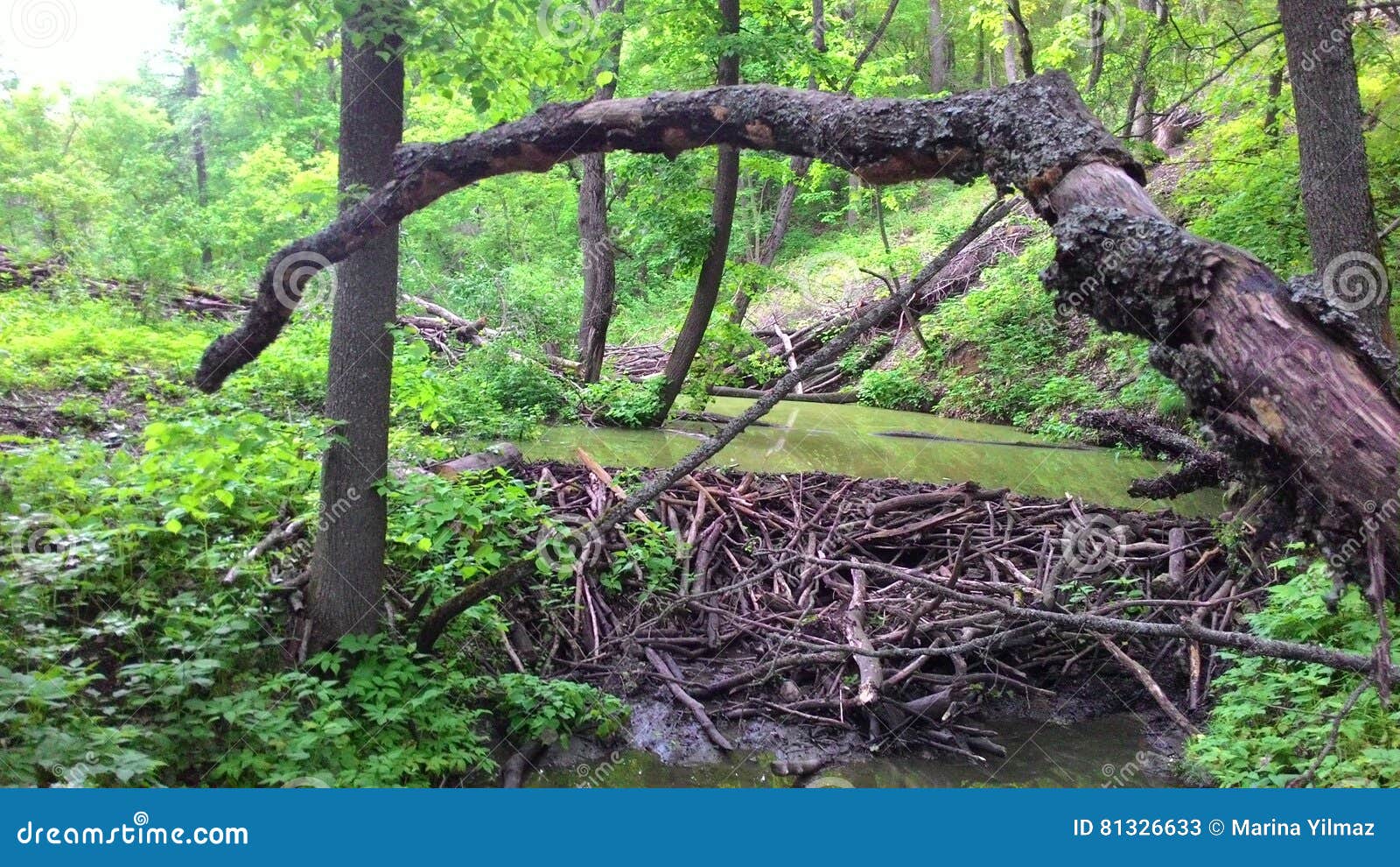 In the woods stock image. Image of wood, woods, trees 81326633