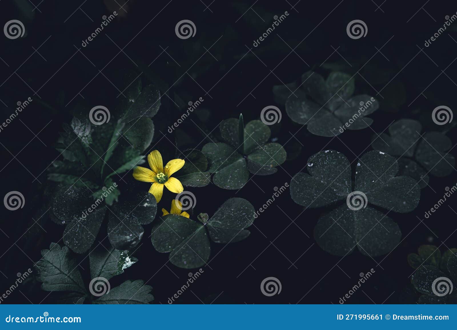 Woodsorrel Clover with Flowers Stock Image Image of natural, flowers
