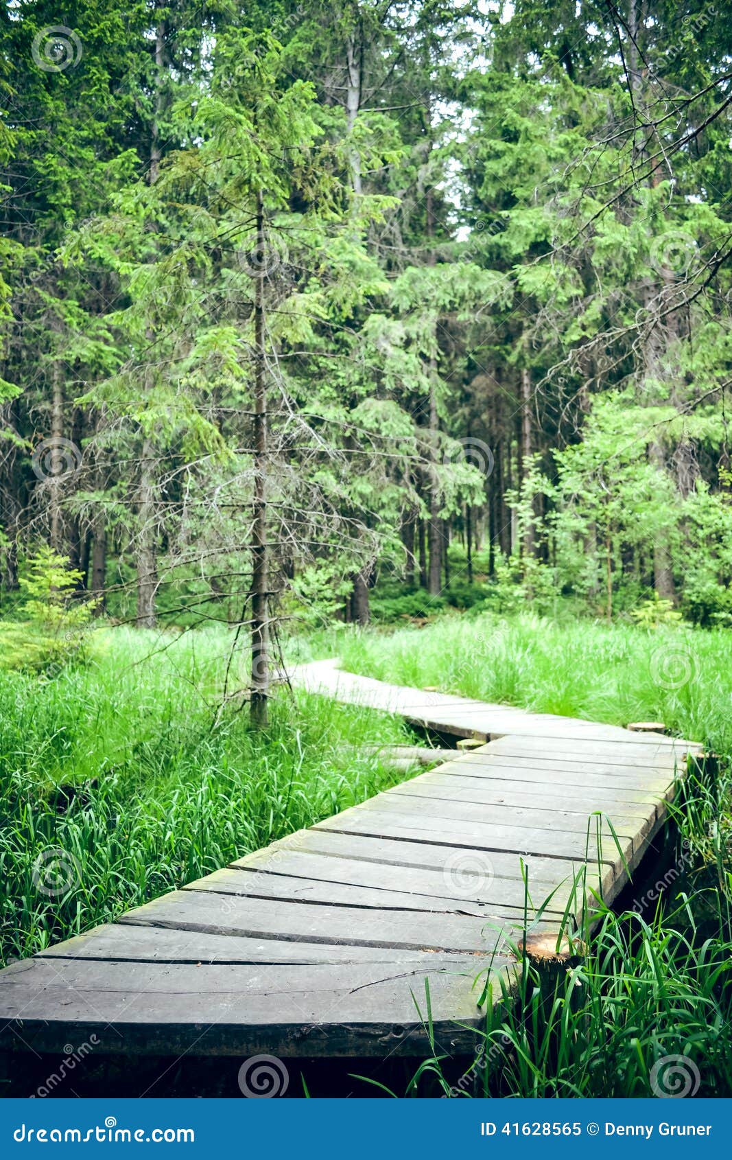 Woodway through the woods stock image. Image of walkway 41628565