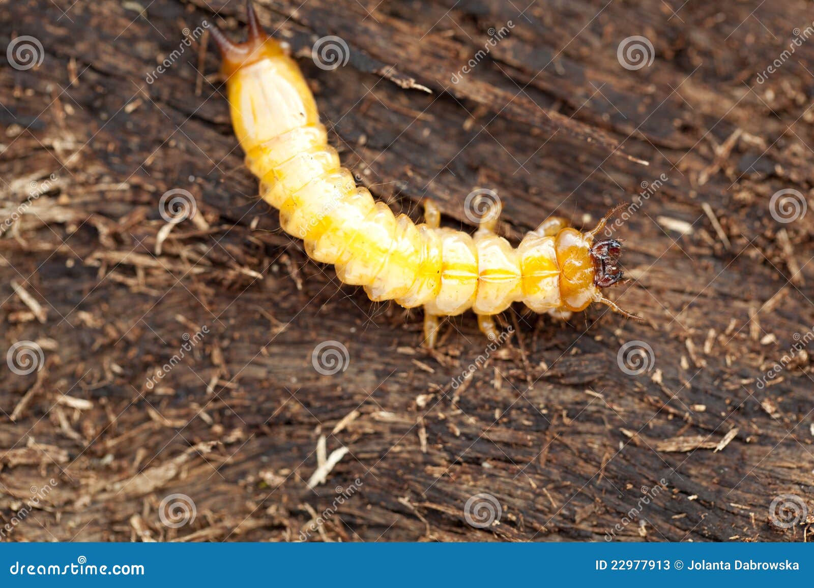 Woodworm stock image. Image of white, nature, fauna, chrysalis 22977913