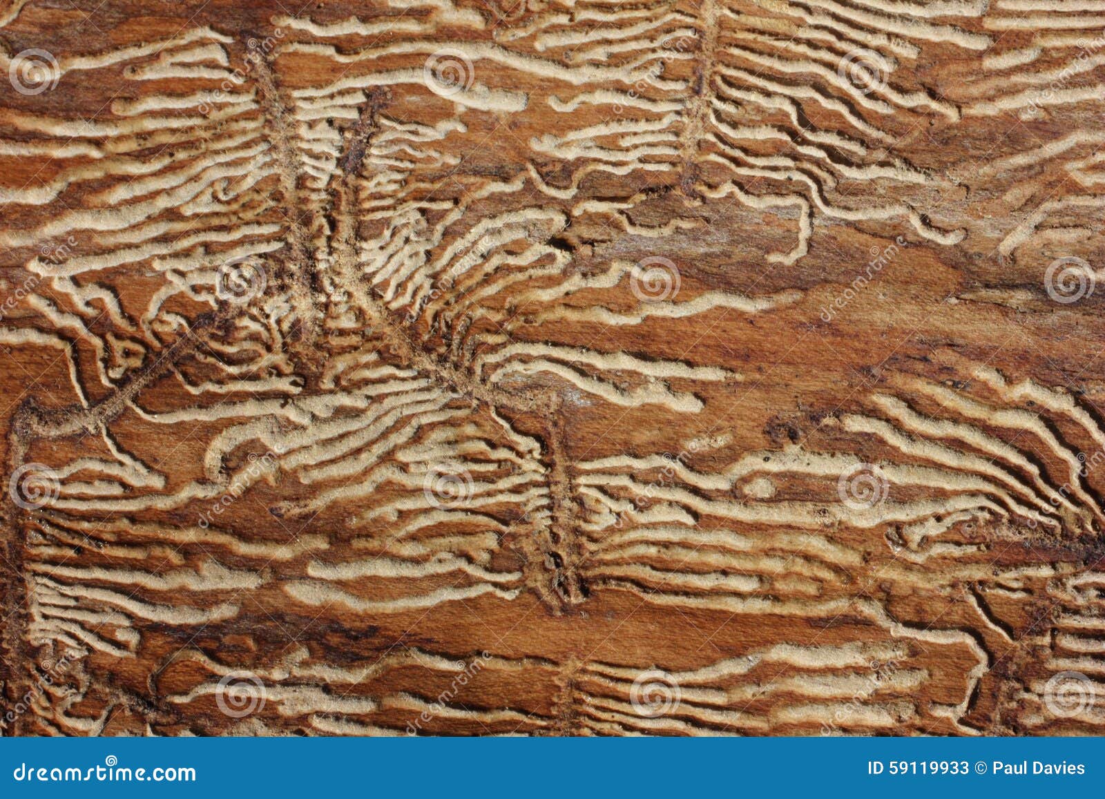 Woodworm Burrows in Ash stock image. Image of vegetation 59119933
