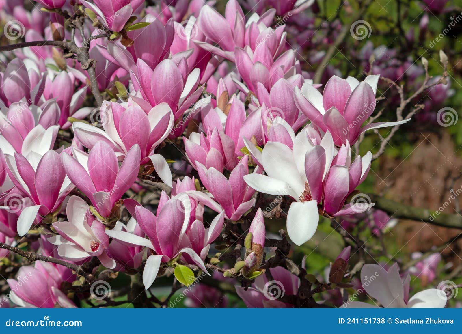 magnolia liliiflora pink spring flowers