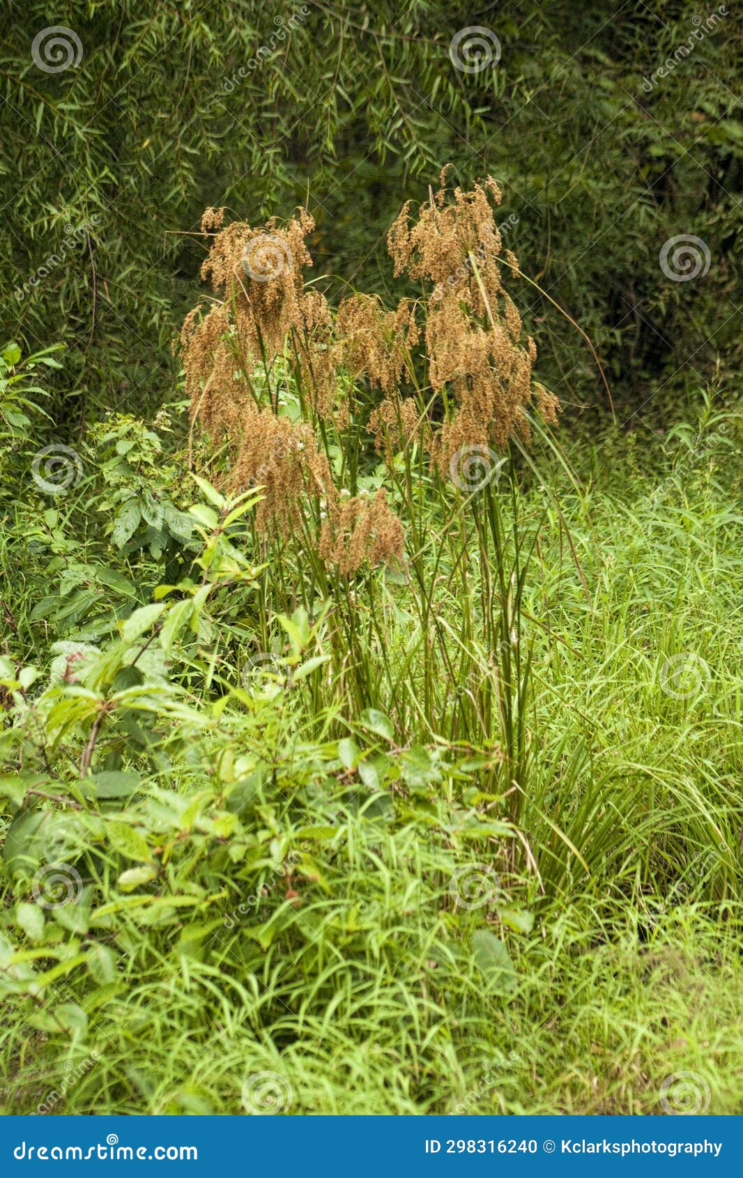 wool grass - scirpus cyperinus in wet area of morgan county alabama