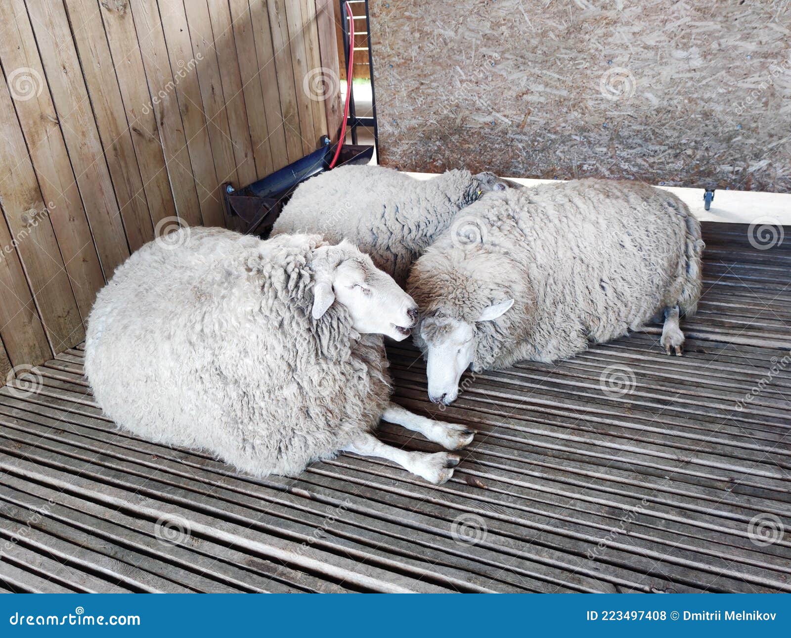 Wool Production. Sheep Stable. Group of Sheep Domestic Animals in Barn Farming Breeding and Food Production. Sheep are Sleeping in Stock Photo - Image of lamb, domestic: 223497408 Wool Production. Sheep Stable. Group of Sheep Domestic Animals in Barn Farming Breeding and Food Production. Sheep are Sleeping in Stock Photo - Image of lamb, domestic: 223497408