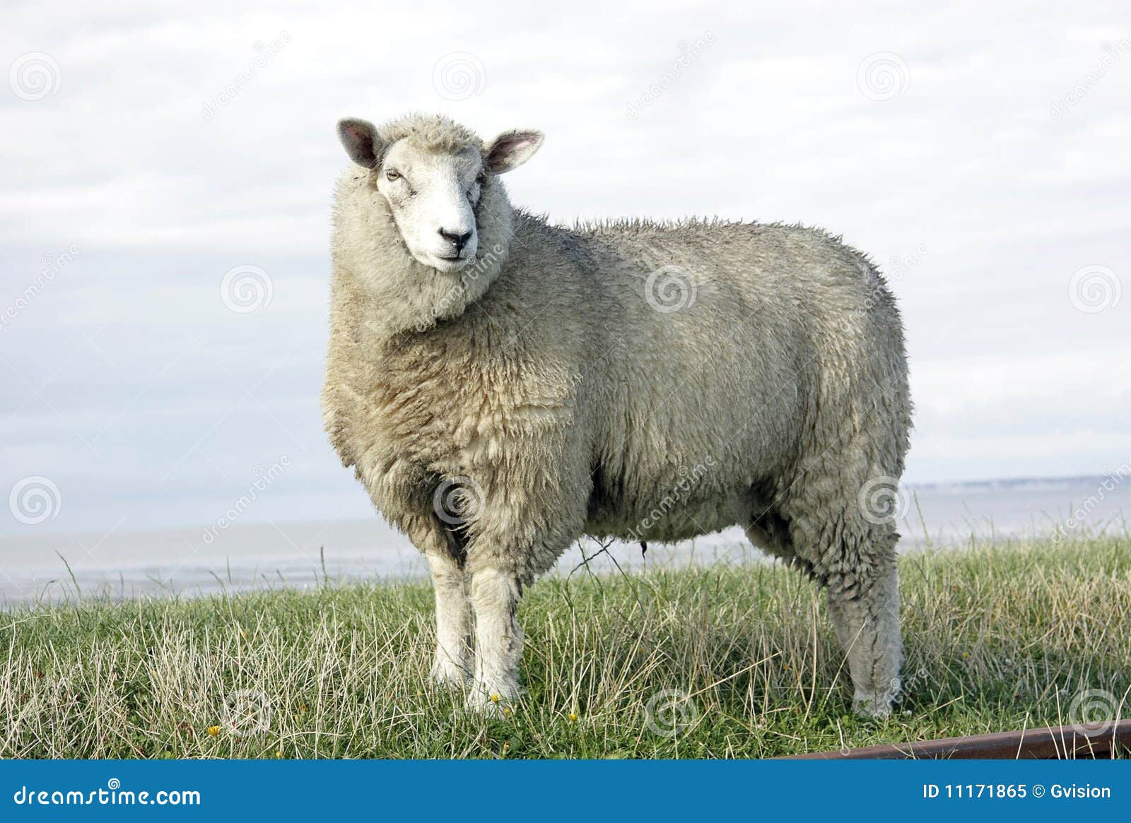 Wool sheep stock image. Image of gazing, field, single 11171865