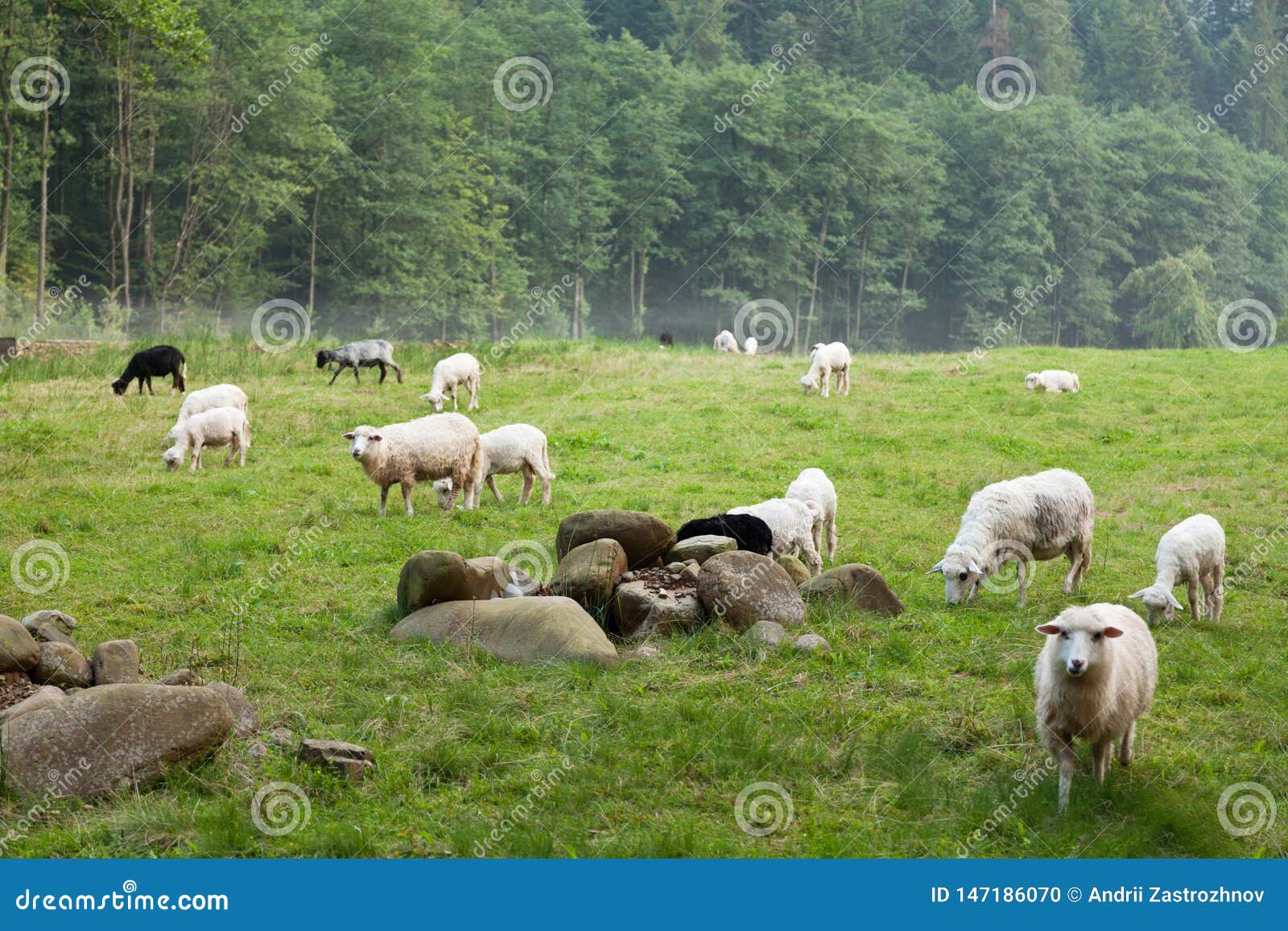 Wool Sheep Farm, Rural Cute Animals Stock Photo Image of animals