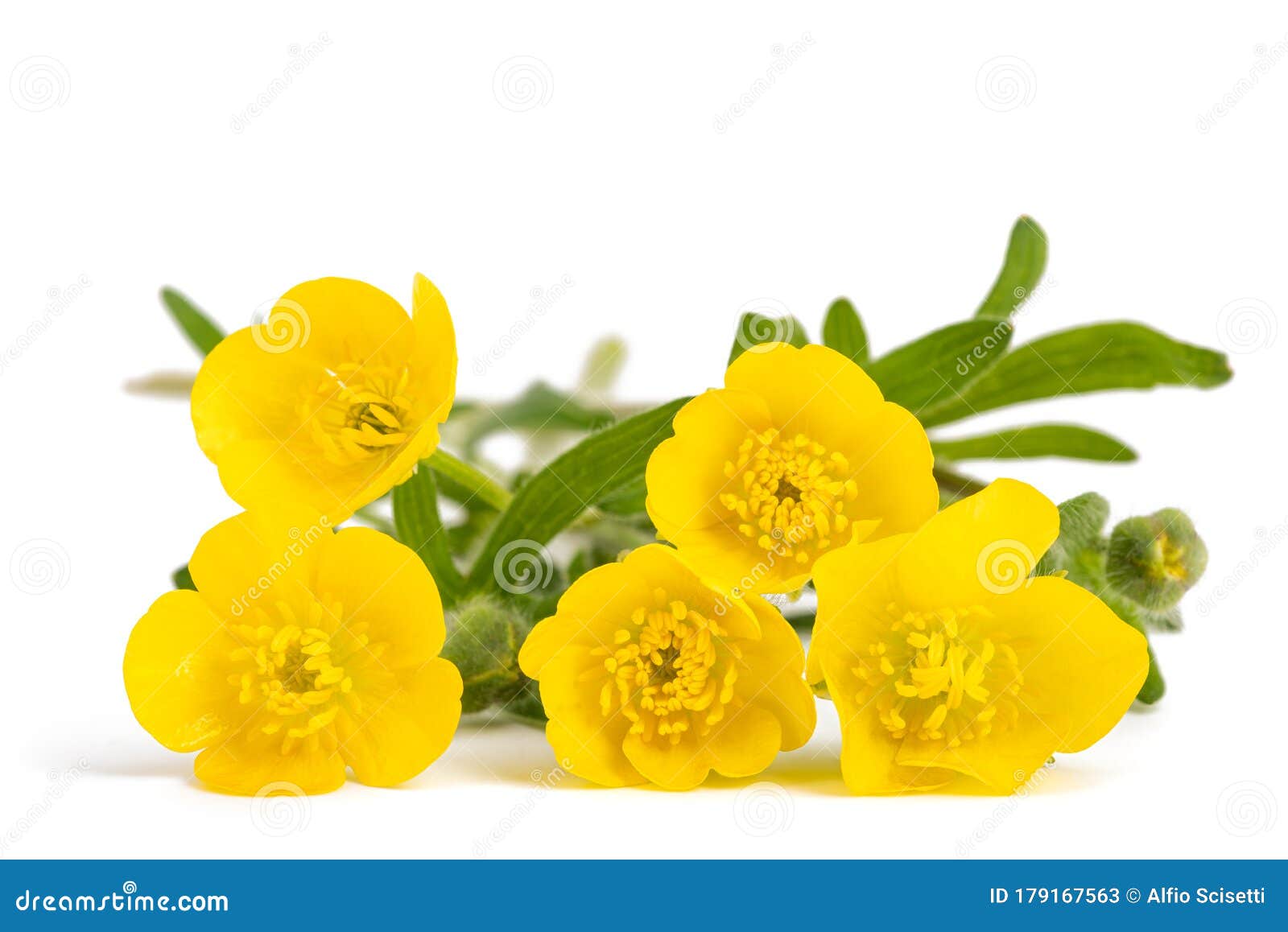 Woolly buttercup flowers stock image. Image of ranunculus 179167563