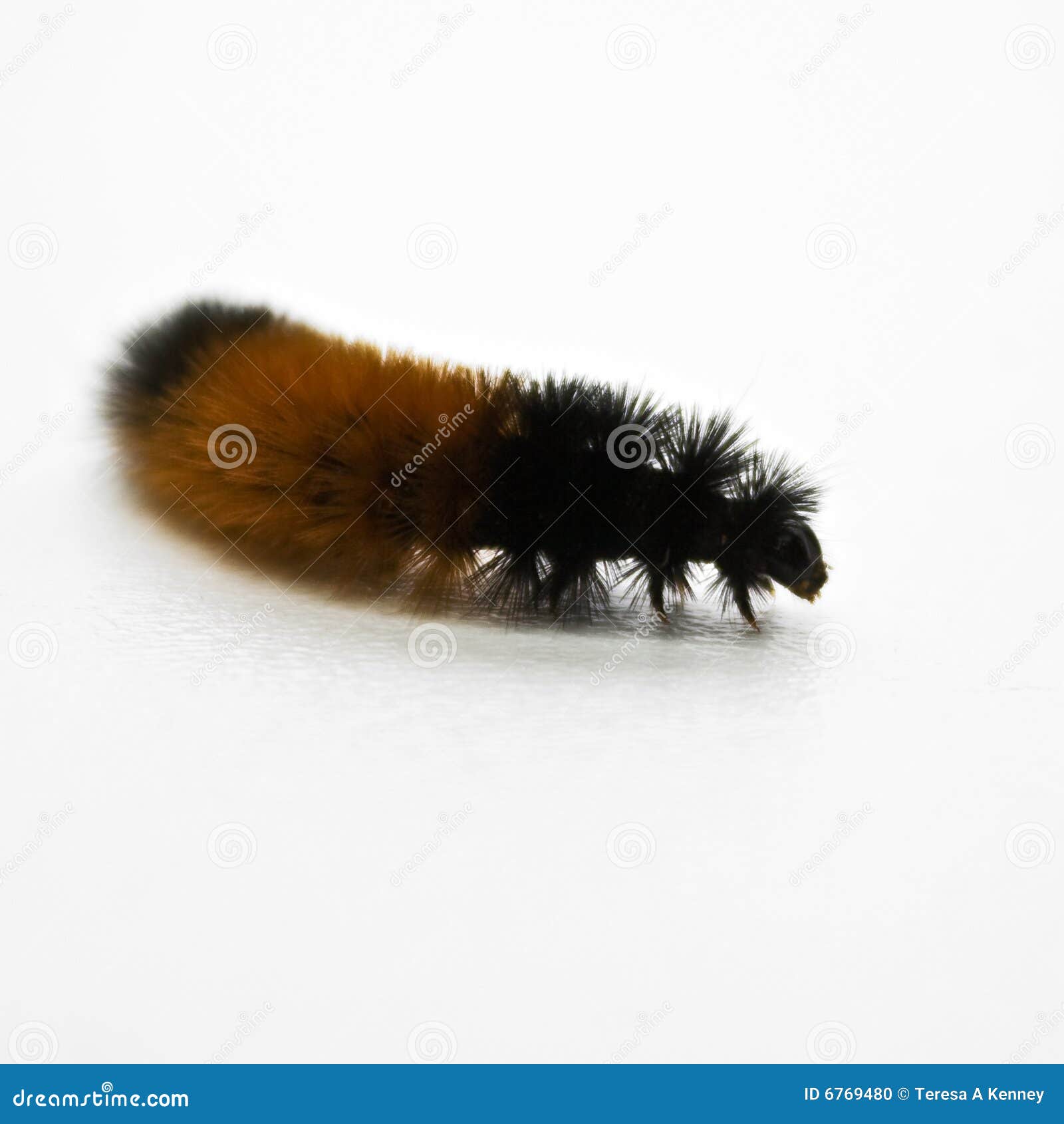 download brown wooly caterpillar