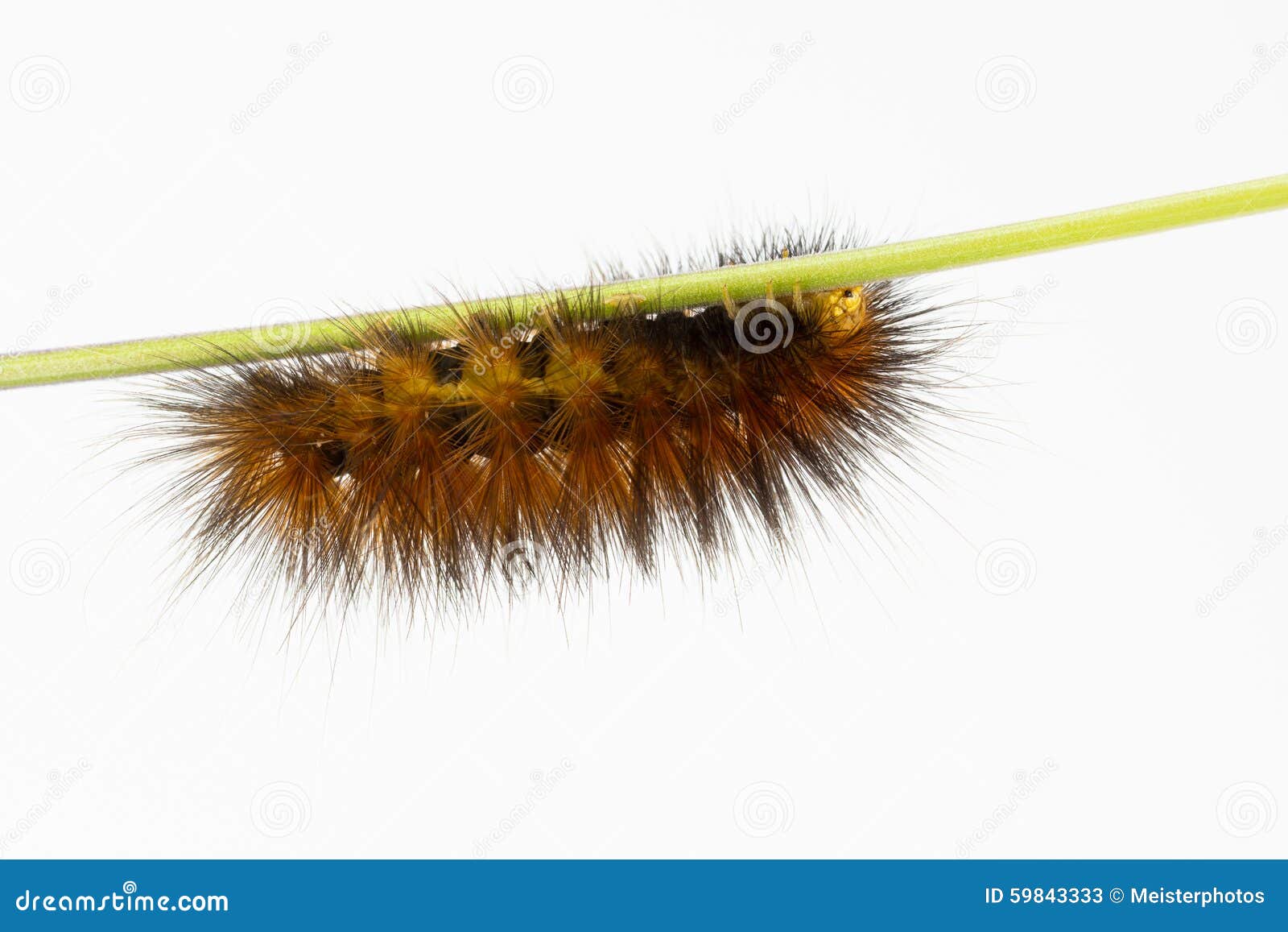 download brown wooly caterpillar download brown wooly caterpillar