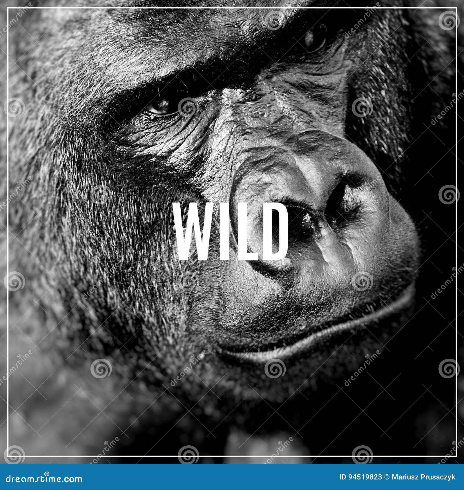 Word Wild. Face Portrait of a Gorilla Male Stock Image Image of