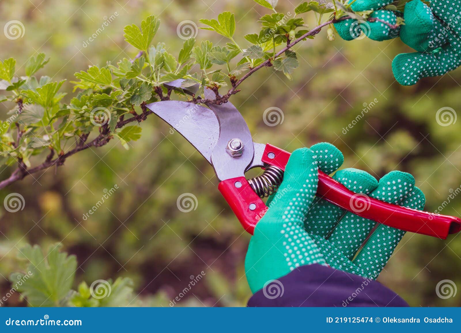 Work with Garden Shears. the Process of Pruning Bushes Stock Photo