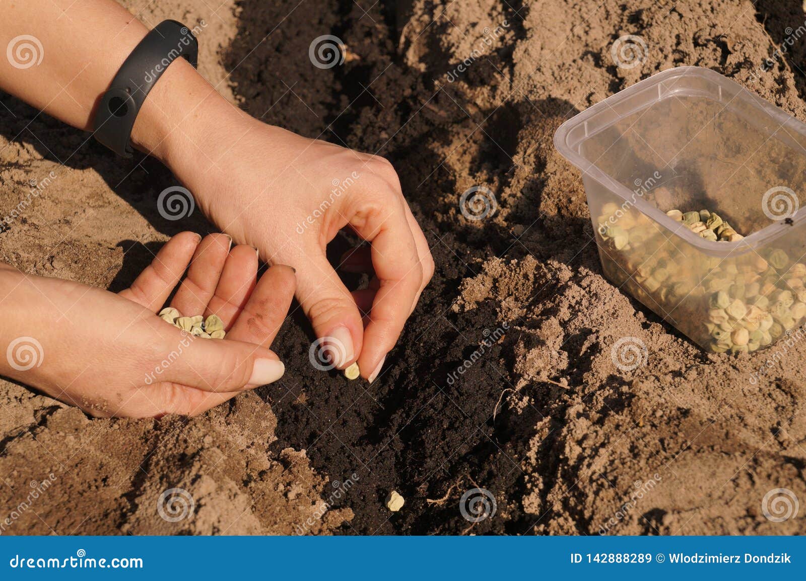 Work in the Garden. Sowing Seeds of Green Peas on Beds Stock Image