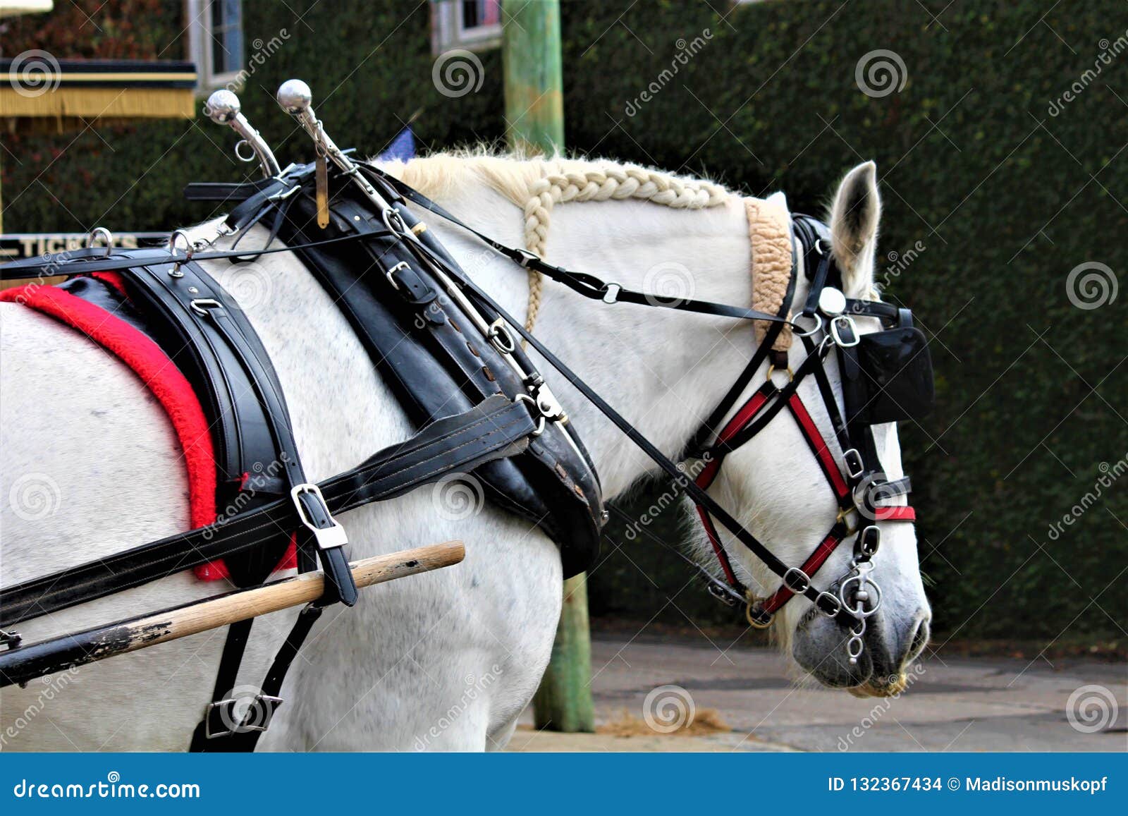 Work Horse Pulling Wagon stock photo. Image of equipment 132367434