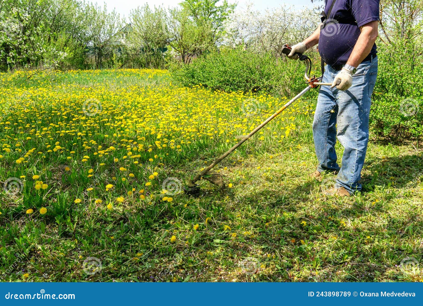 Work To Mow Grass and Dandelions with a Trimmer. the Process of Mowing