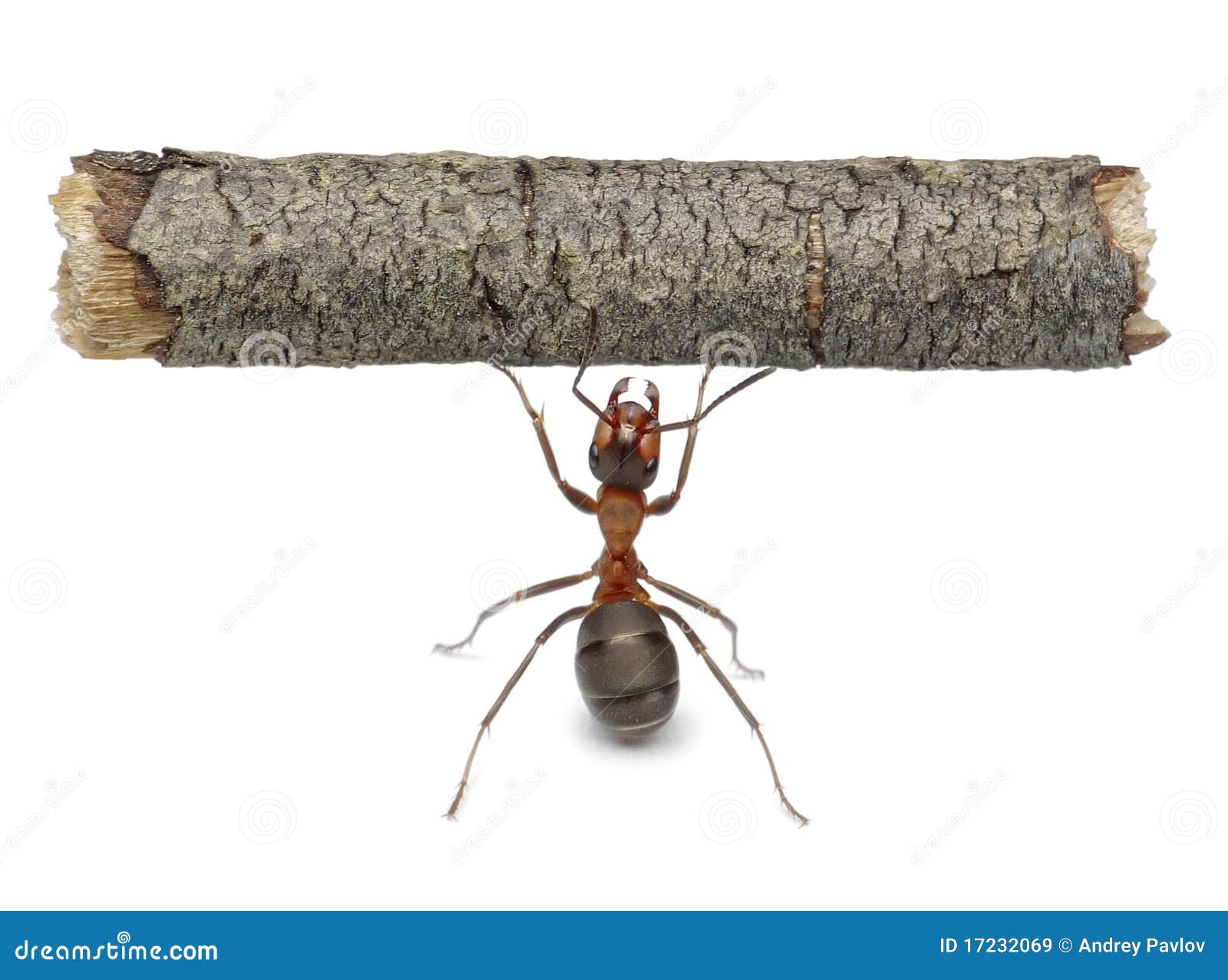 symbol strength nature for Royalty Images Image Stock Worker Free Holding Isolated Log, Ant symbol strength nature for Royalty Images Image Stock Worker Free Holding Isolated Log, Ant