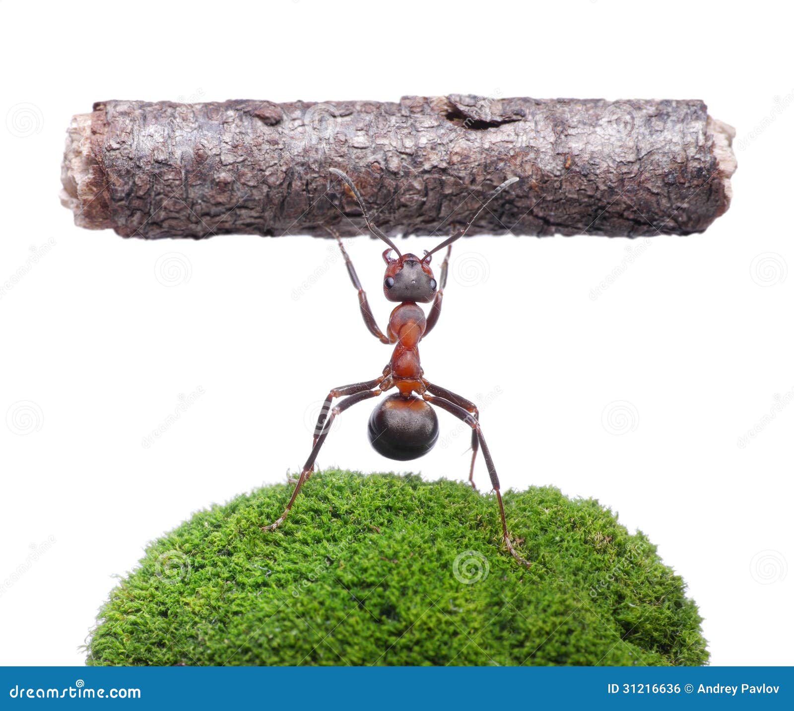 worker ant clipart - photo #44